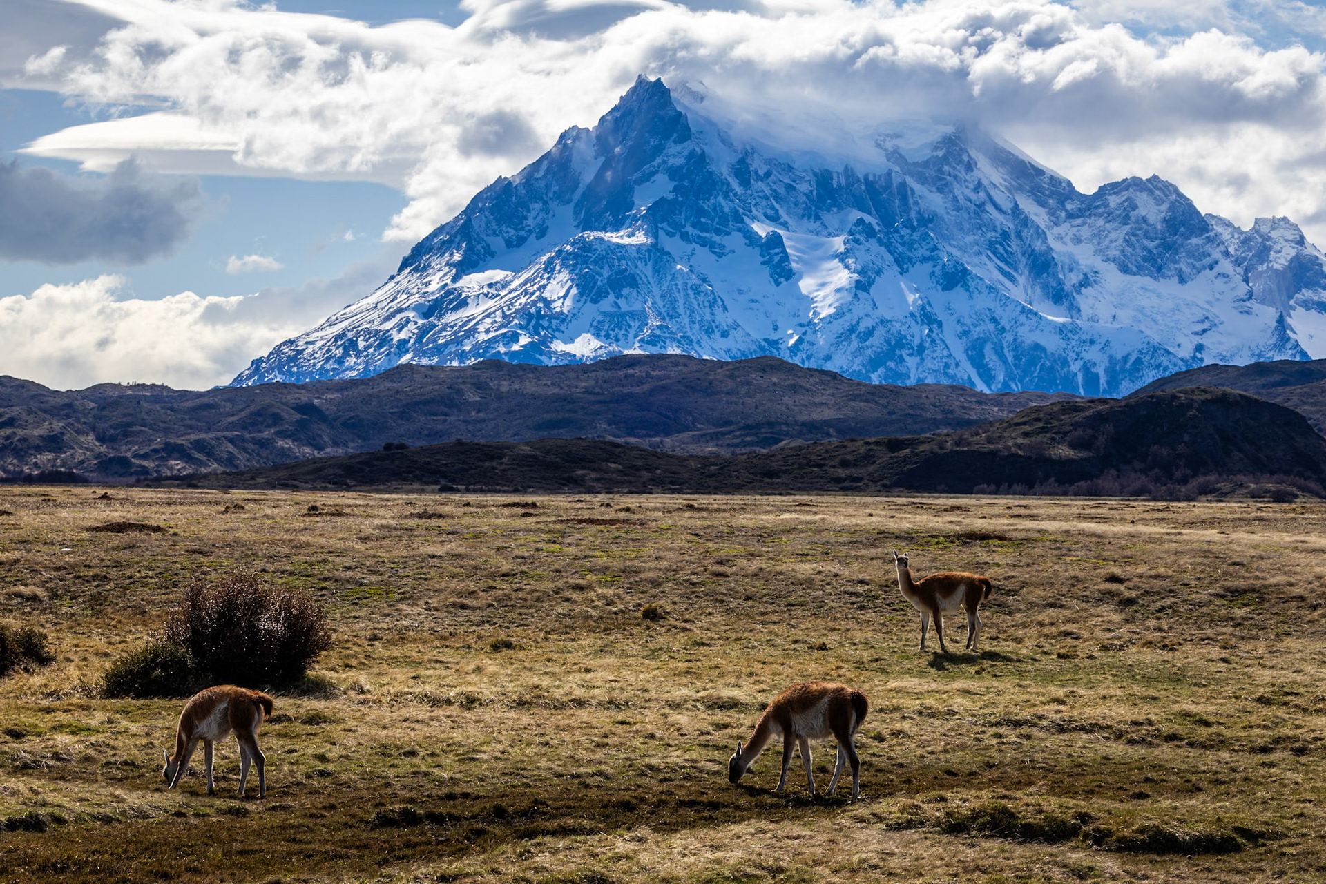 Guanaco, Torres del Paine, Patagonia, Chilé