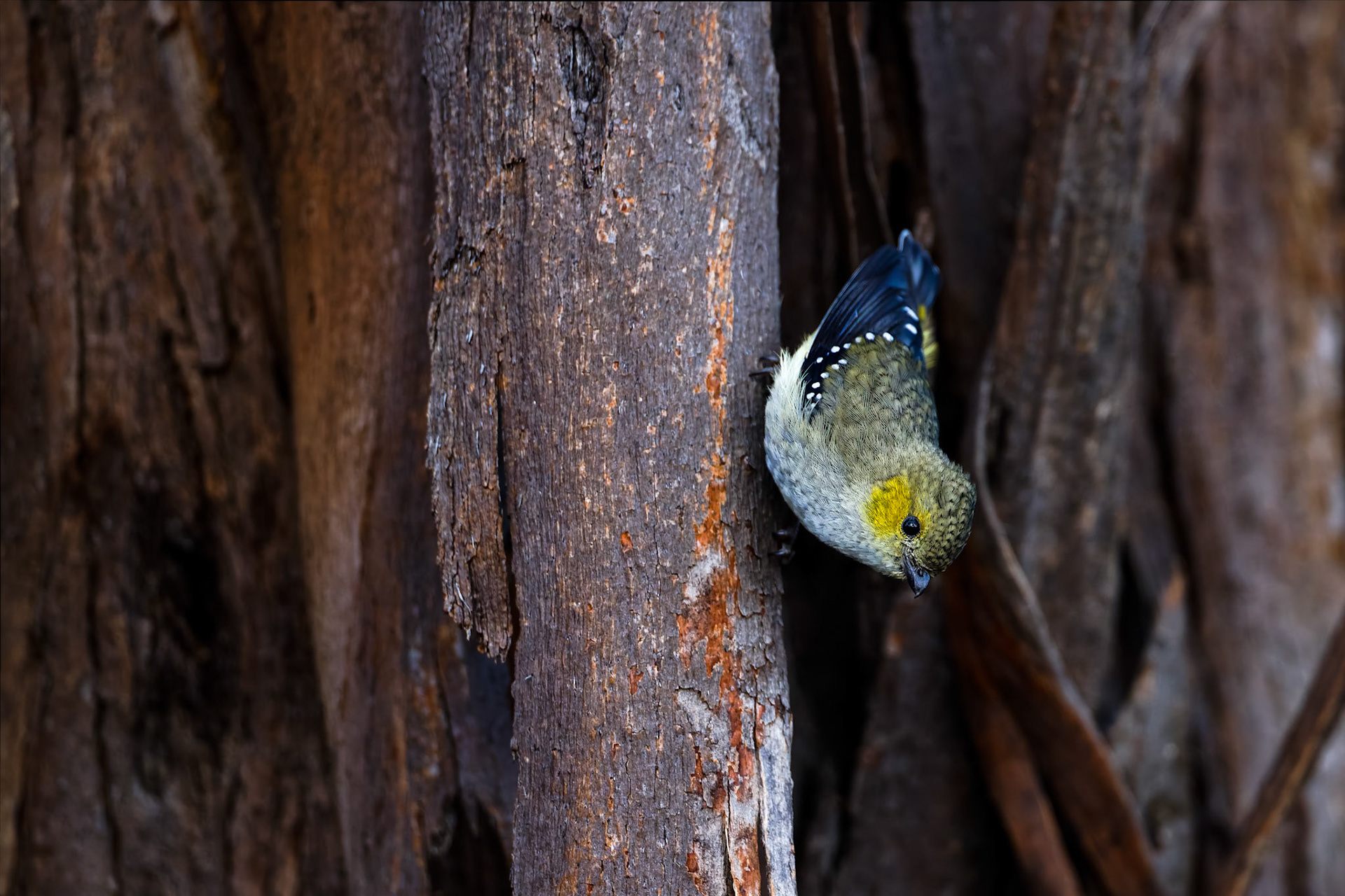 Forty-spotted pardalote, Bruny Island, Tasmania, Australia