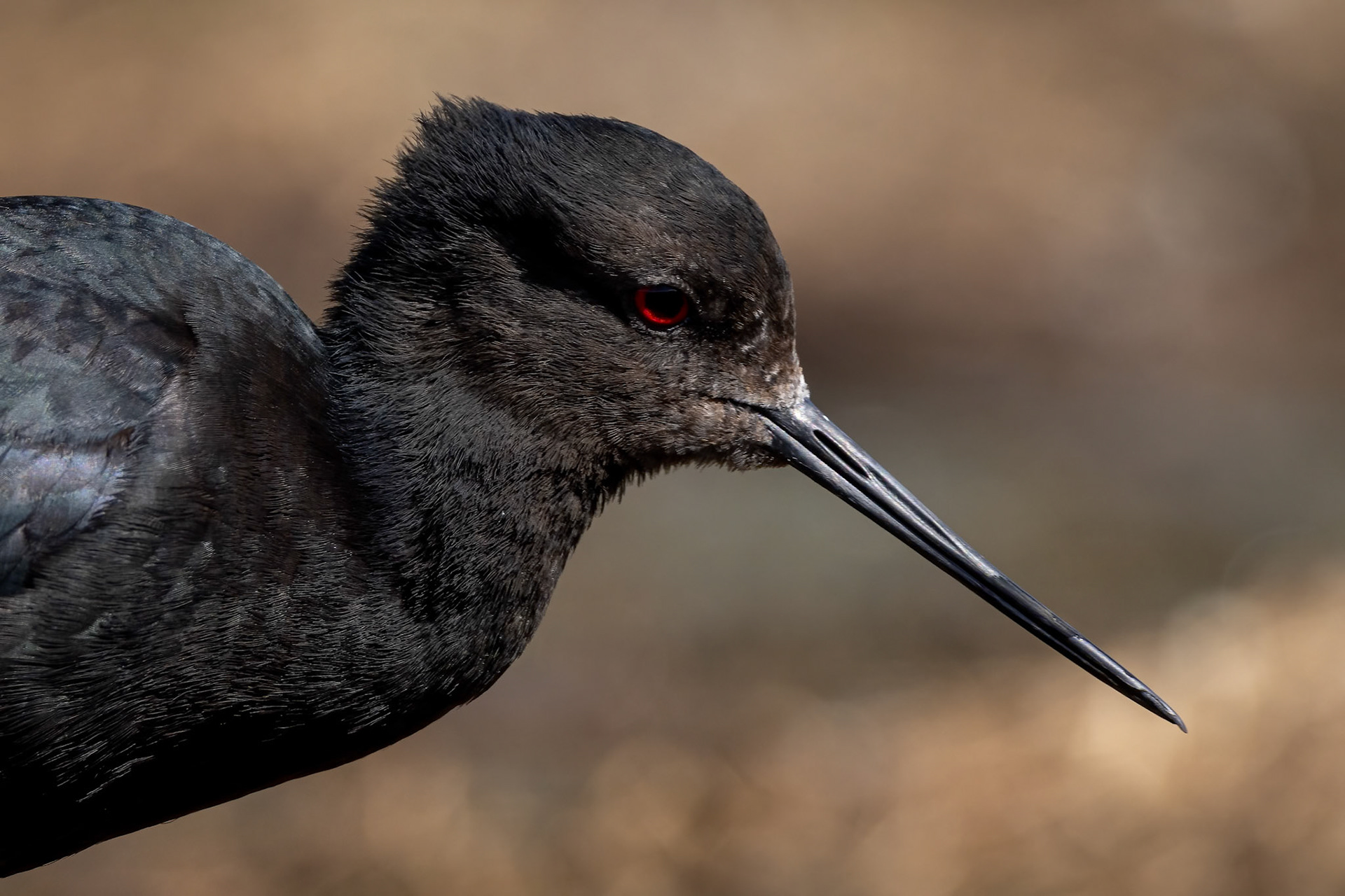 Black stilt, Twizel, New Zealand