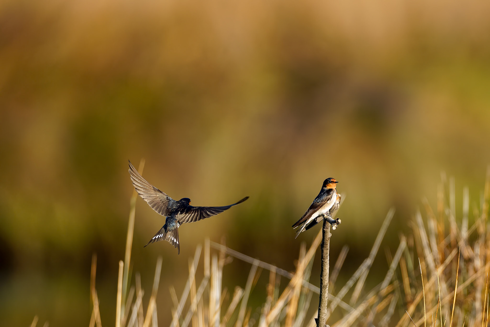 Welcome swallow, Kingston beach, Hobart, Tasmania, Australia