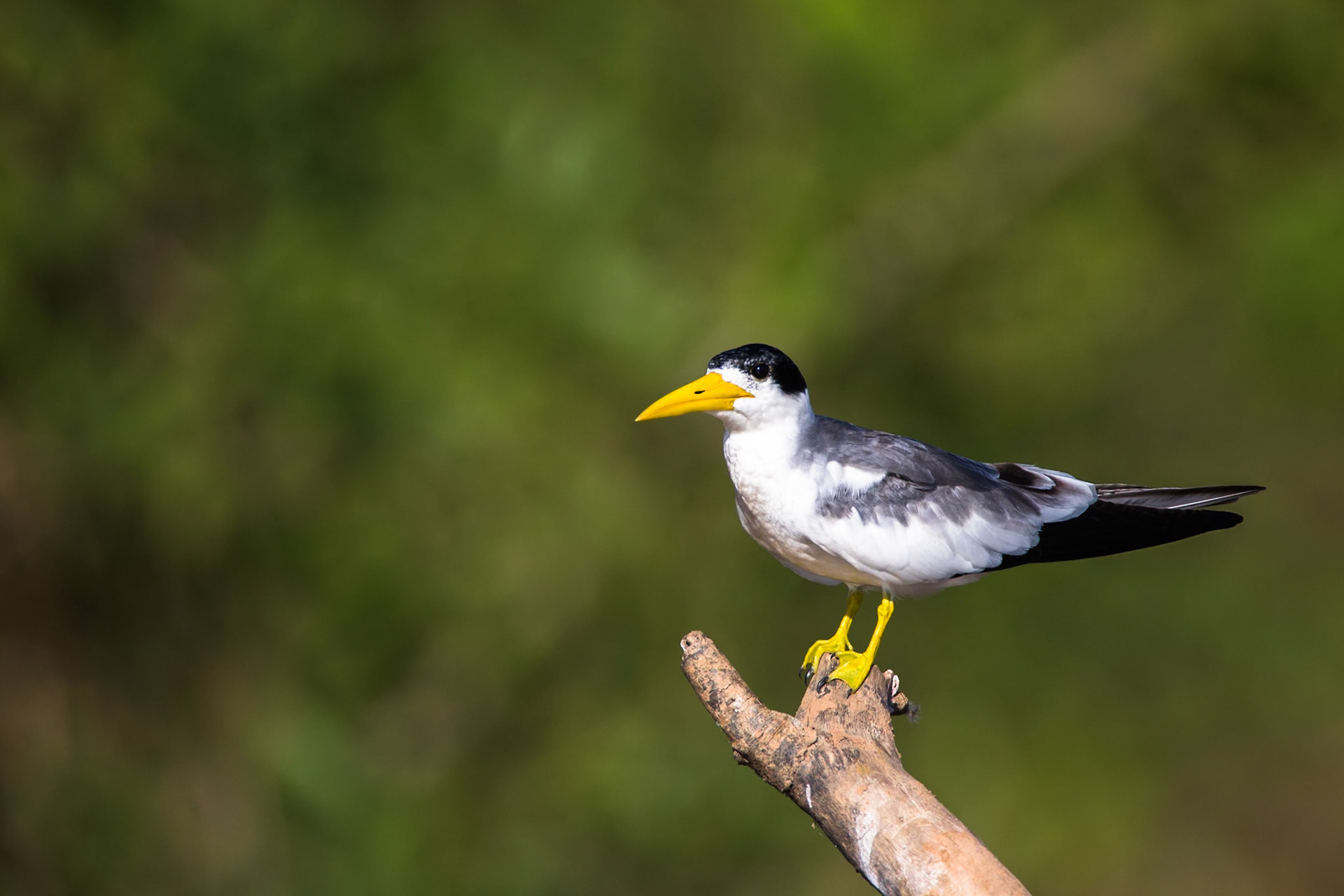 large-billed tern, Porto Jofre, Pantanal, Brazil