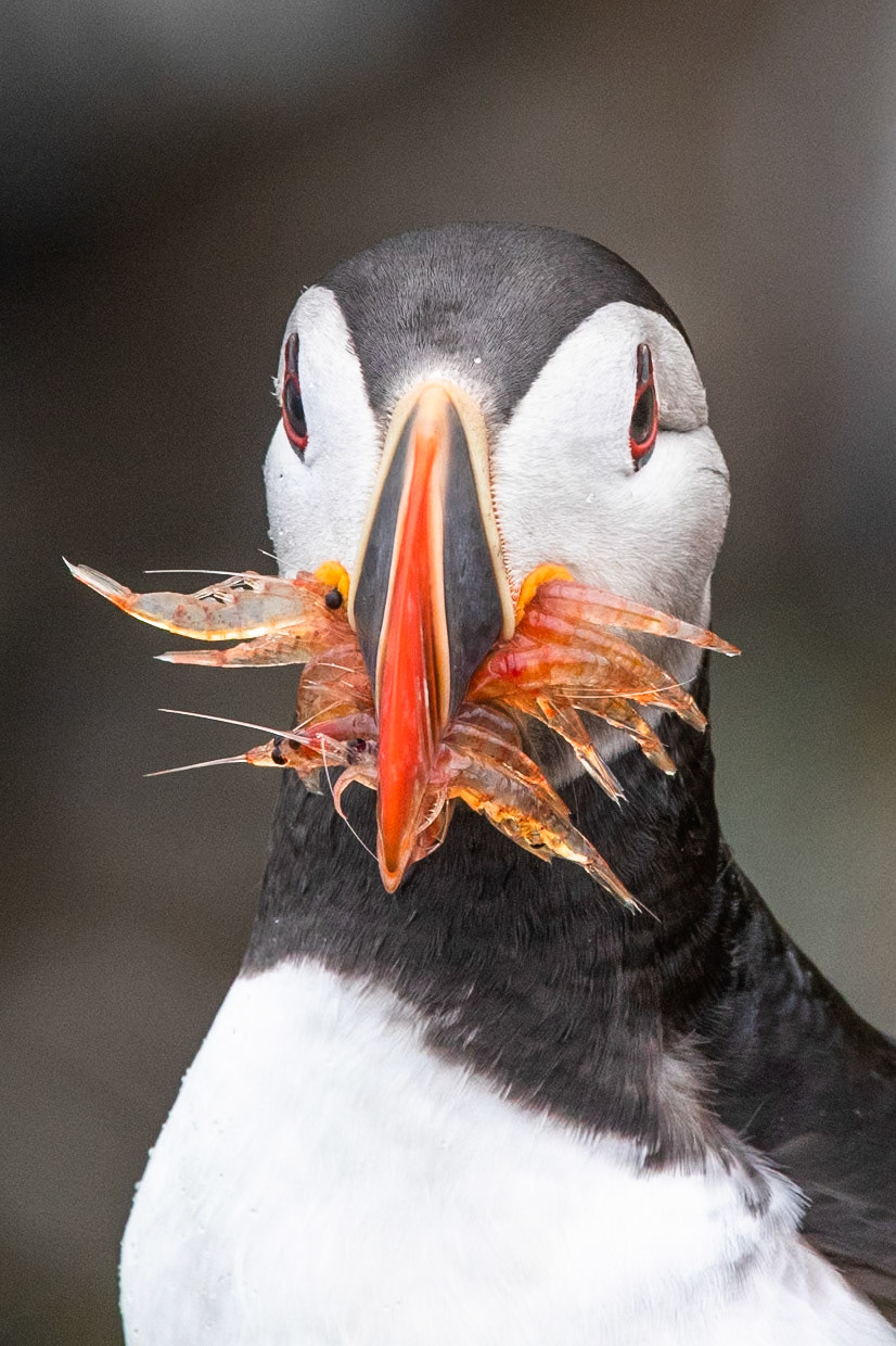 Atlantic puffin, Grímsey Island, Iceland