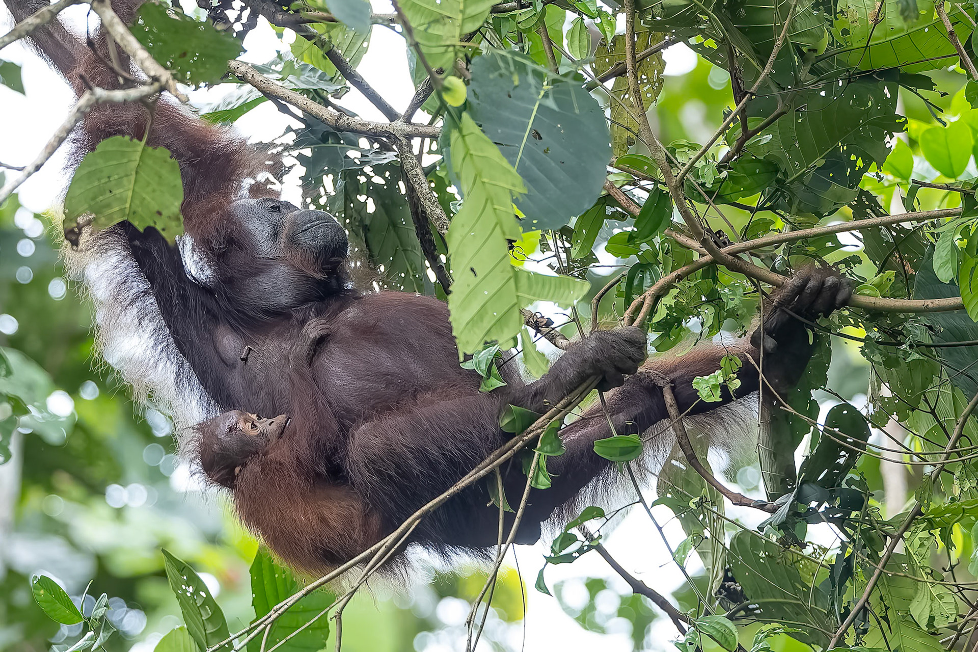 Orangutan, Tabin, Borneo