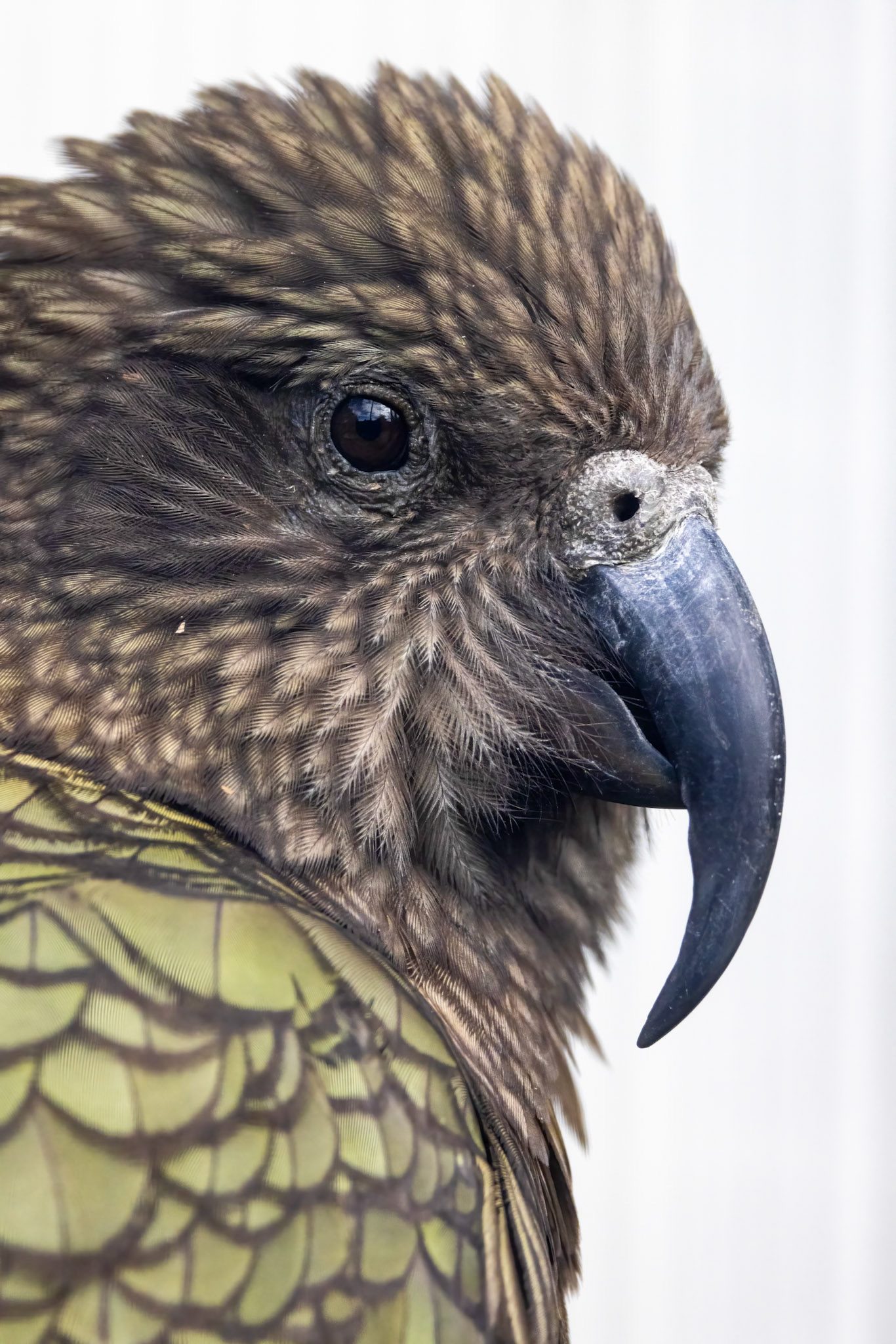Kea, Dunedin, New Zealand