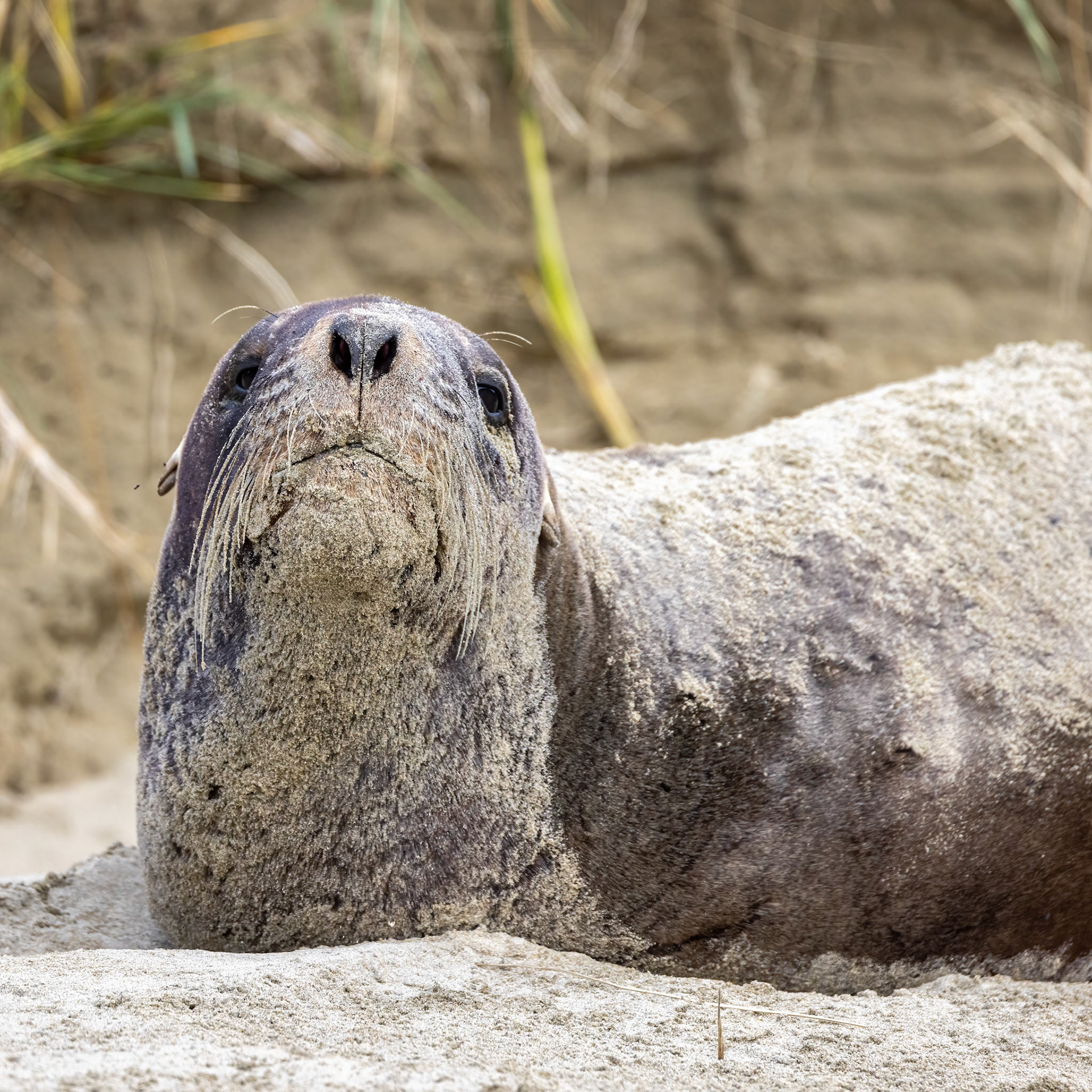 New Zealand sea lion, between Dunedin and Invercargill, New Zealand