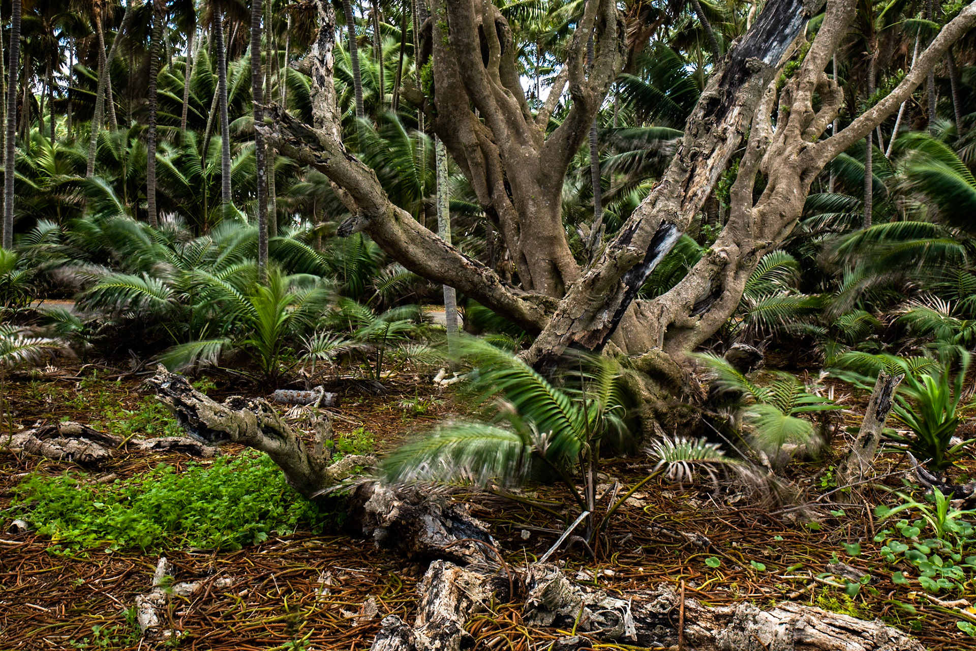 Lord Howe Island, New South Wales, Australia