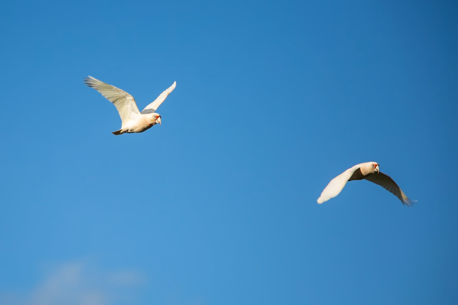 Long-billed correlas, Eagle Wings Rise, Hall's Gap, The Grampians, Victoria