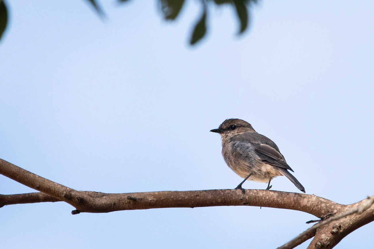 Dusky robin, Nierrinna Creek Reserve, Hobart, Tasmania