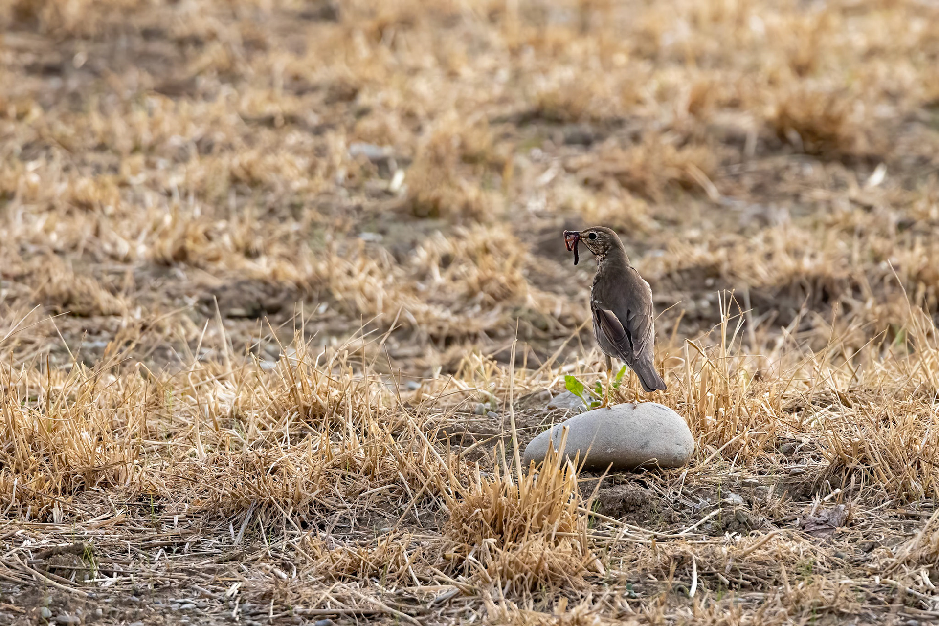 Song thrush, Oamaru, New Zealand
