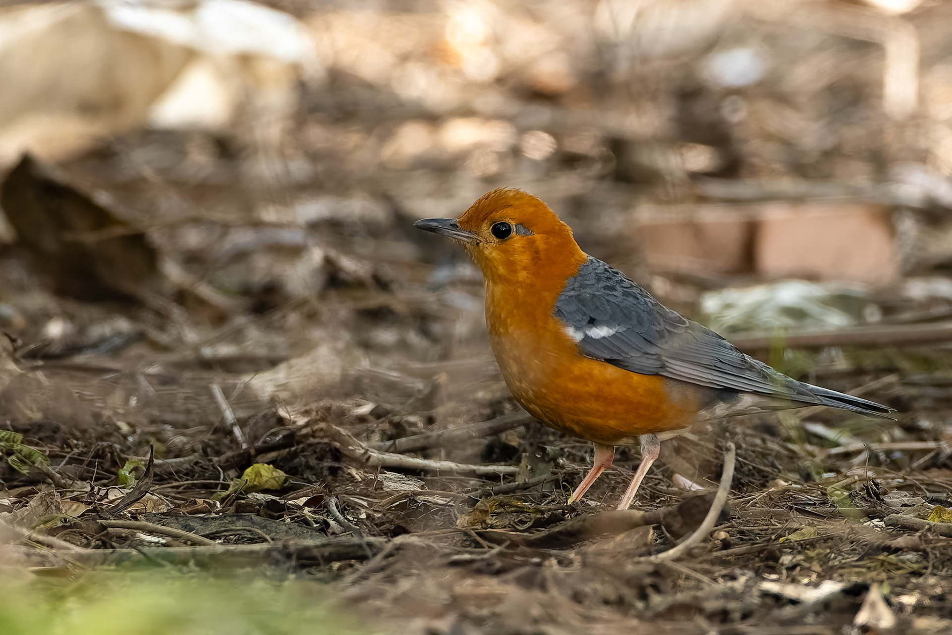 Orange-headed thrush, Keoladeo National Park, Bharatpur, India