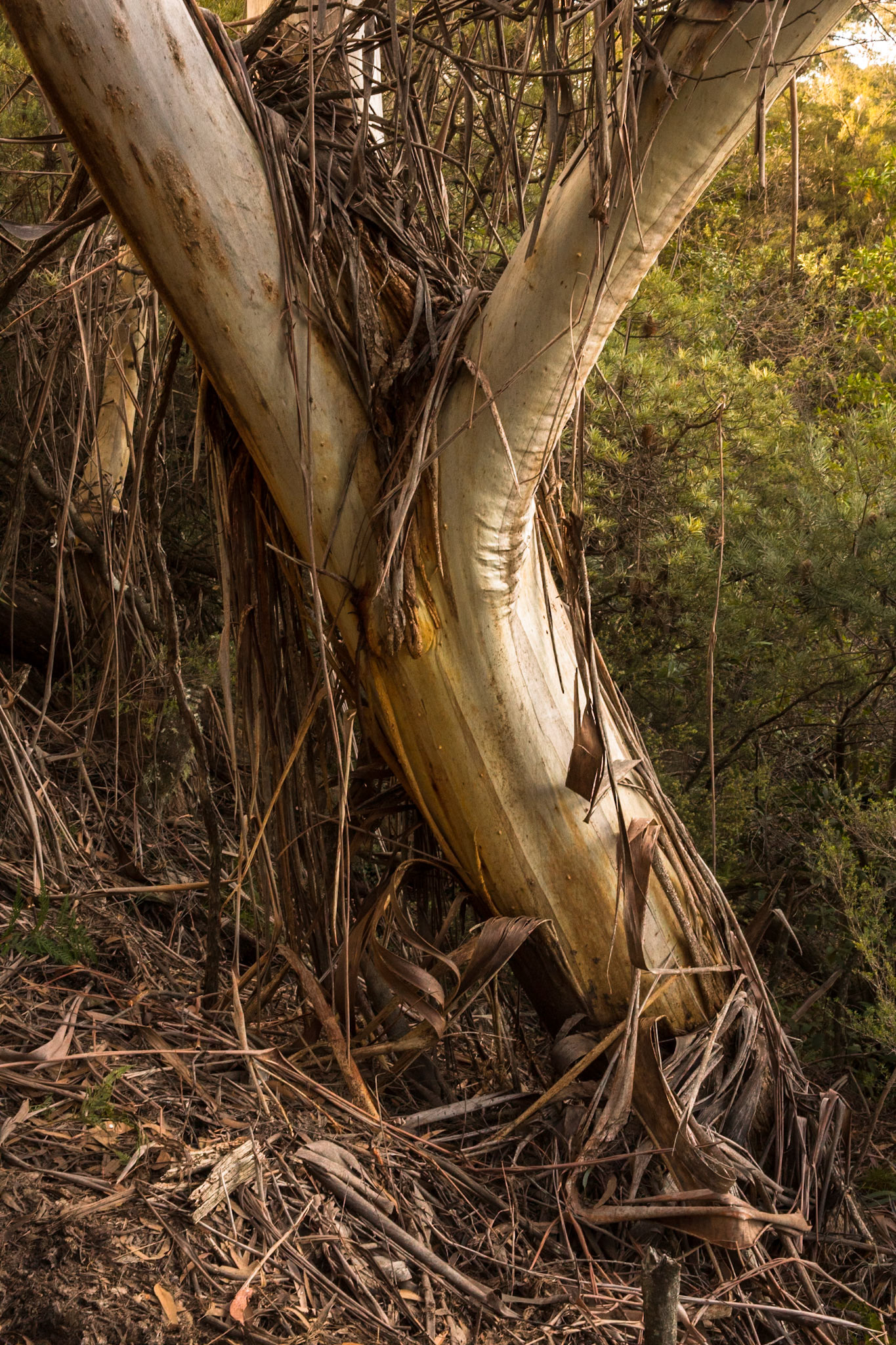 Started at the Scenic Railway and descended via Furber Steps to Federal Pass. Traversed Federal Pass past the lower station of Scenic Railway; through the landslide area; past the bottom of Golden Stairs as far as Ruined Castle.  Lunch on top Ruined Castle then completed a circuit around Ruined Castle back to Federal Pass.  Retraced our steps to Golden Stairs which we took up to Narrow Neck. Notes by Peter Watt.