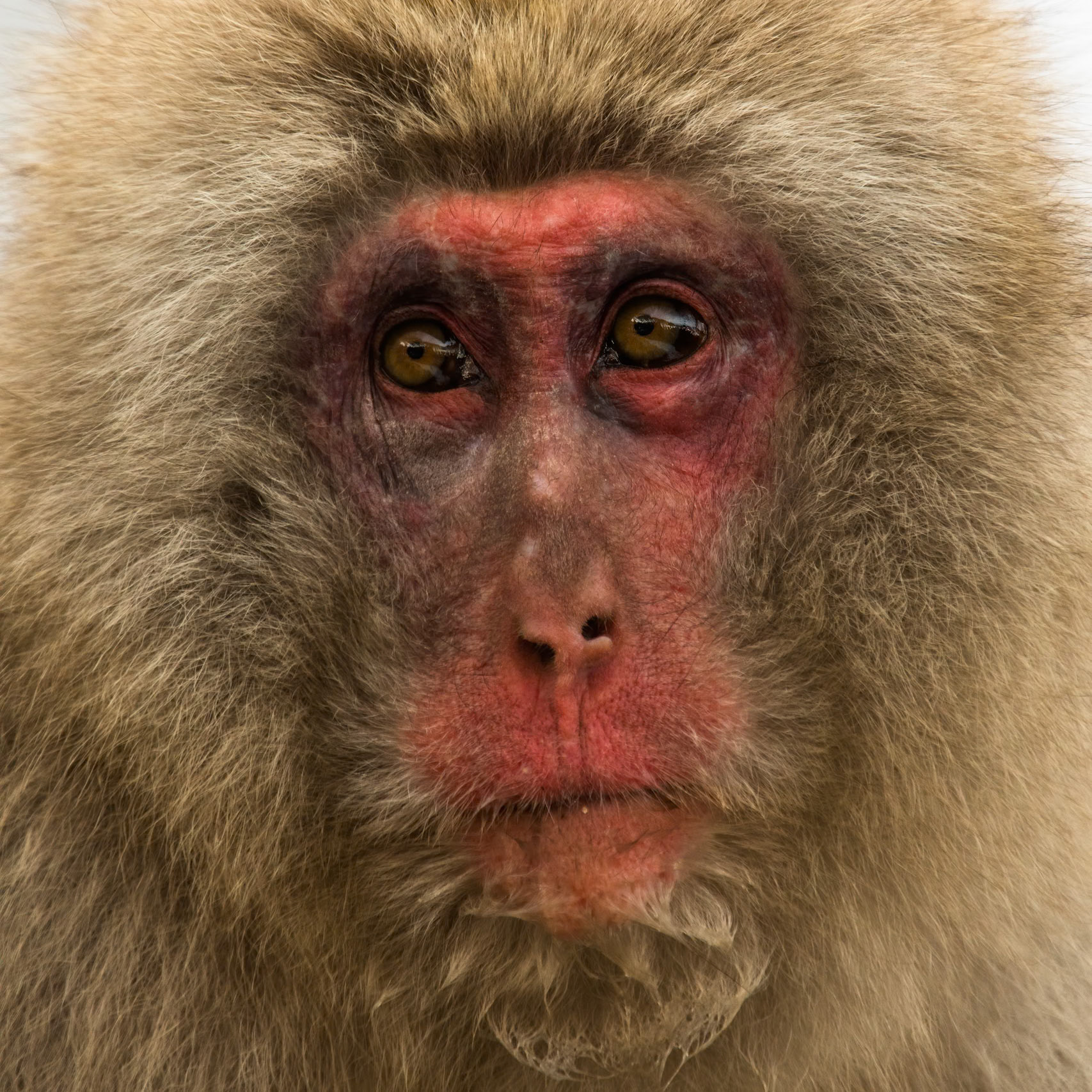 Jigokudani Yaen-Koen, Snow Monkeys, Yudanaka, Japan