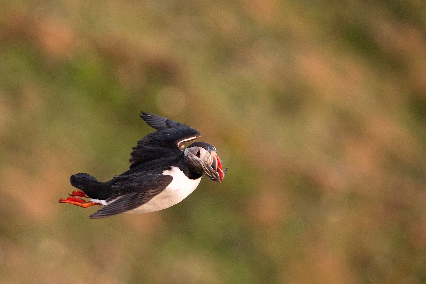 Atlantic puffin, Grímsey Island, Iceland