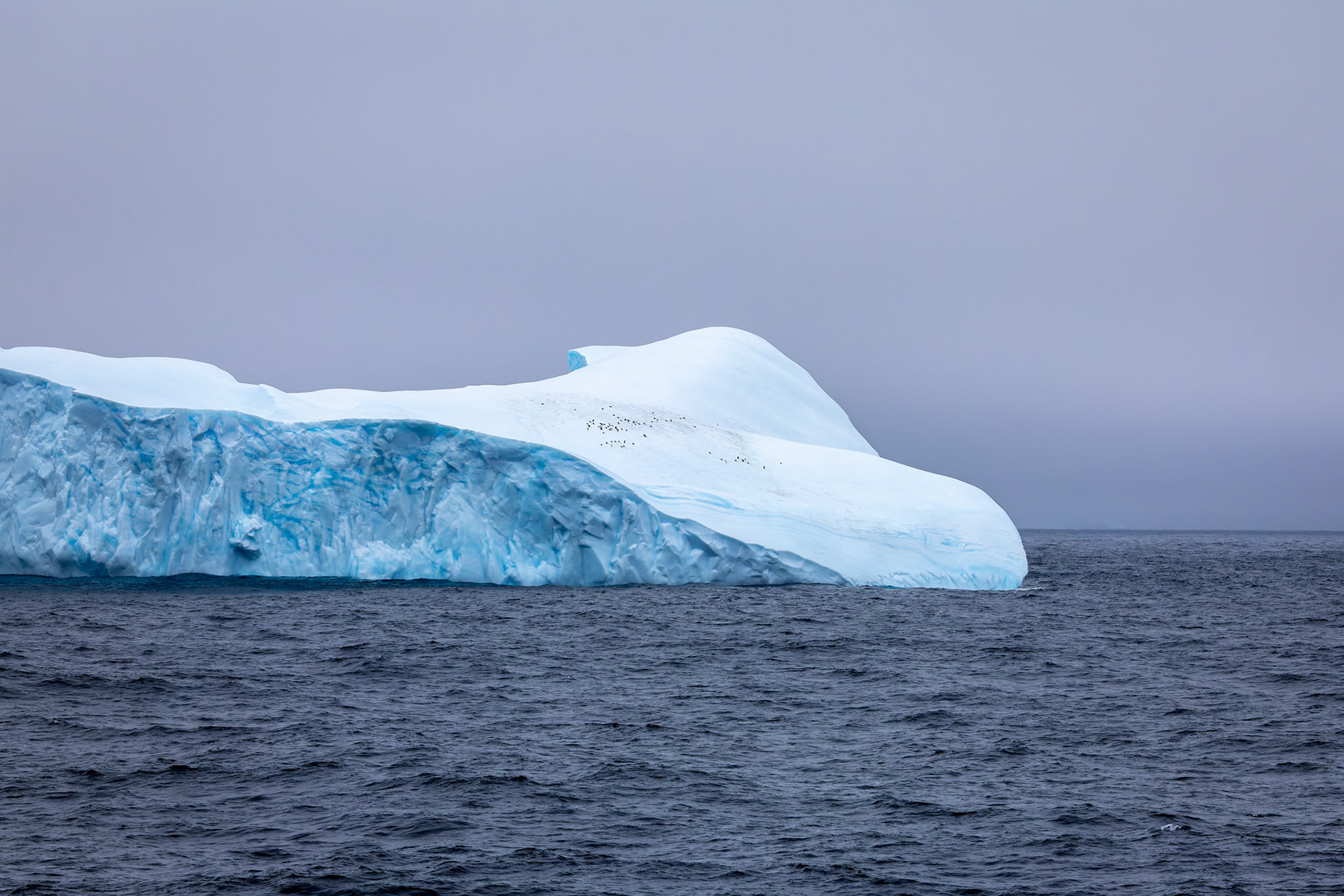 Chinstrap penguin, from the Falklands towards Antarctica
