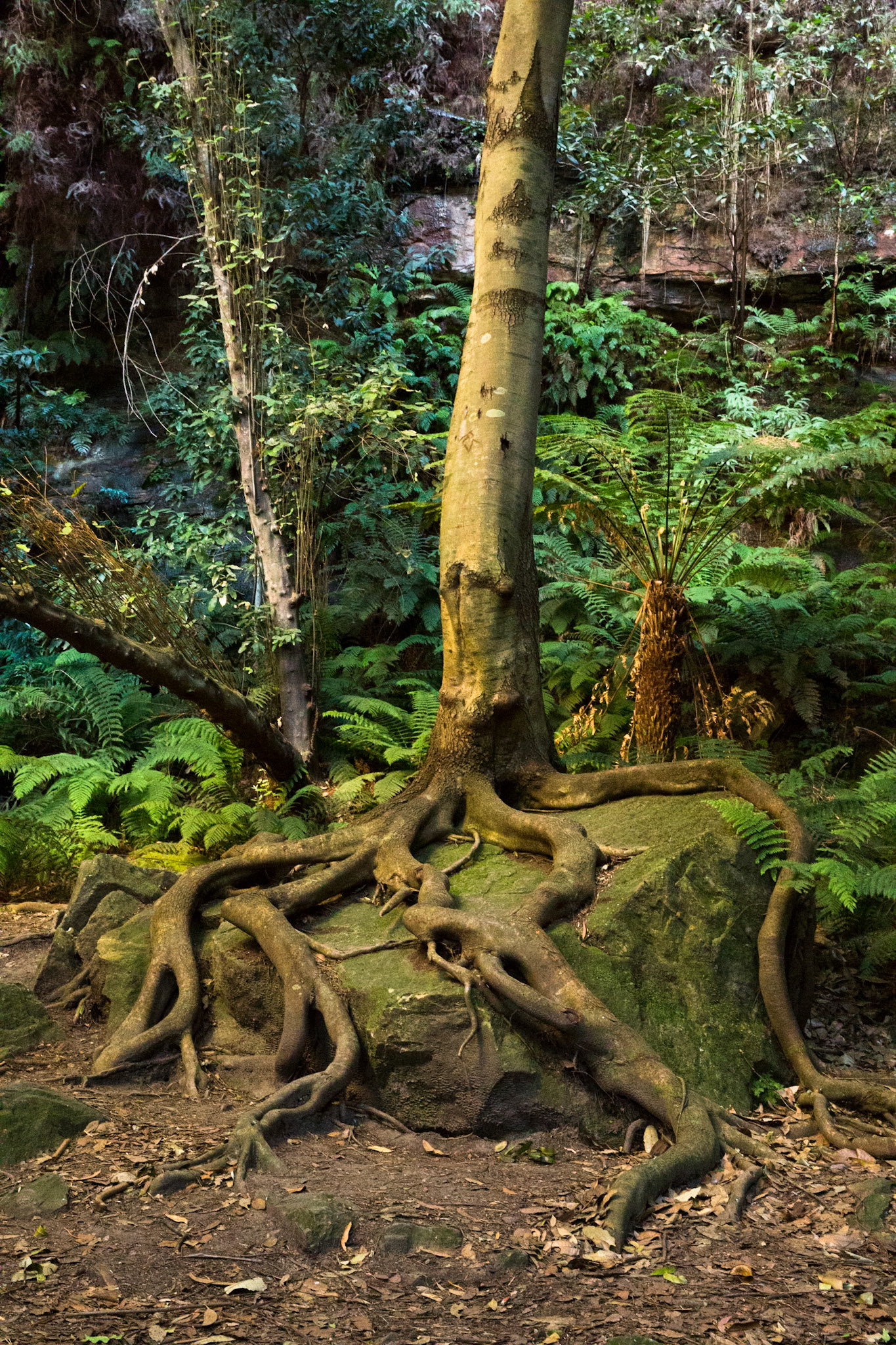 Started on the track to Golf Links lookout. Walked past the Pool of Siloam to Gordon Falls lookout. Followed the Prince Henry cliff walk to Leura Cascades from where we descended through Leura Forest to the junction with Federal Pass tea stop. Continued along Federal Pass past the junction with Dardanelles Pass (near the base of the Giant Staircase); past the base of Furber Steps to the Scenic Railway lower station (Lunch stop).  Some returned via the Scenic Railway, whilst others retraced steps and ascended the Giant Staircase to Echo Point. Notes by Peter Watt.