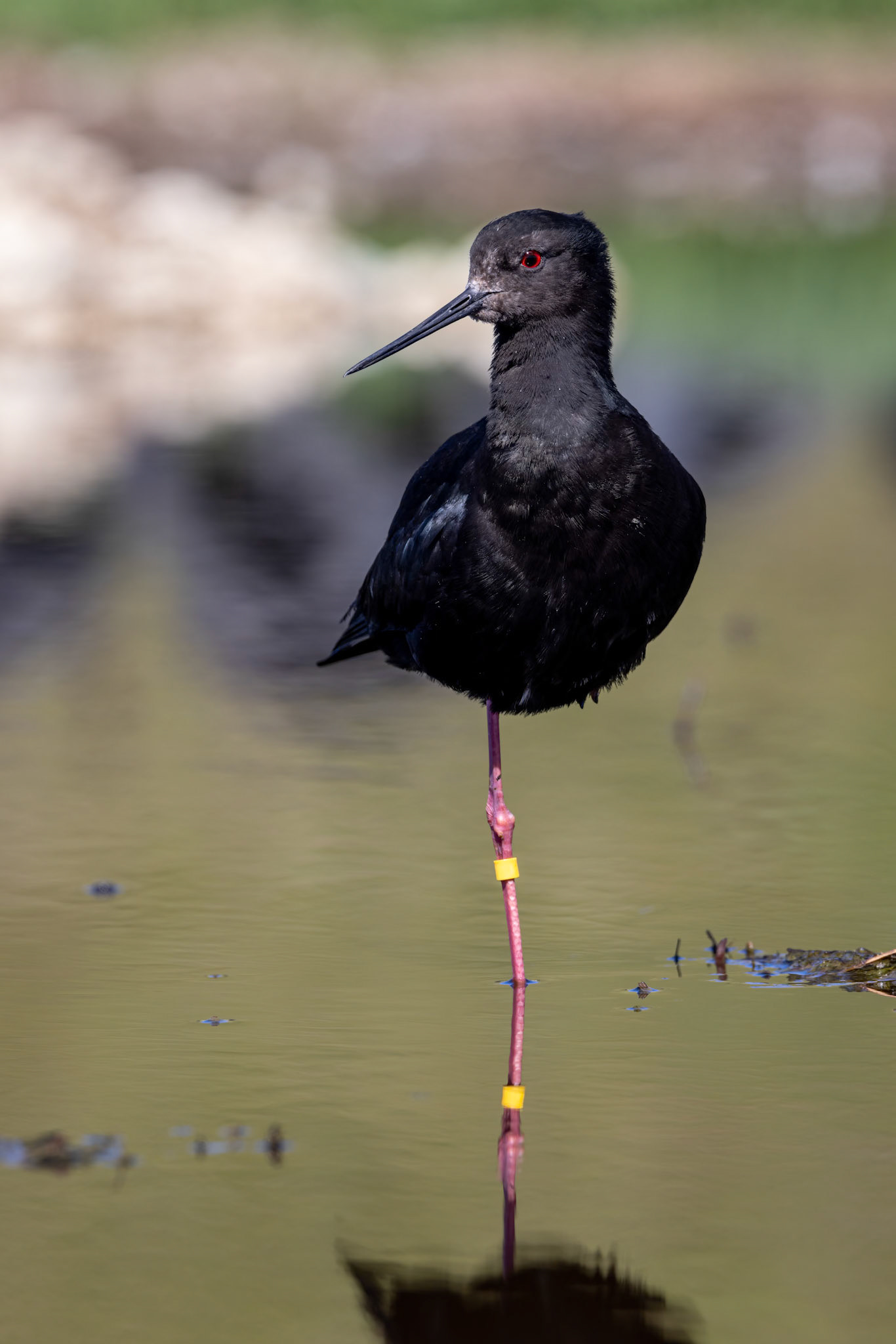 Black stilt, Twizel, New Zealand