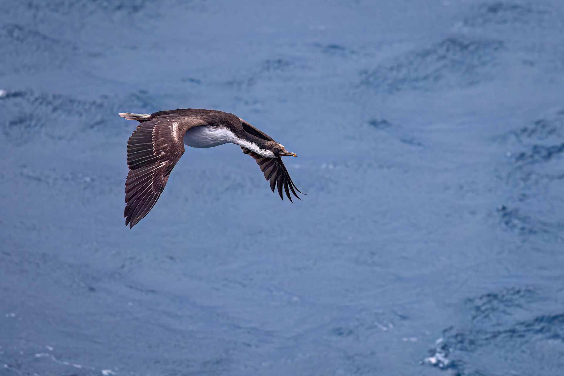 South Georgia shag, Rosita Bay, South Georgia