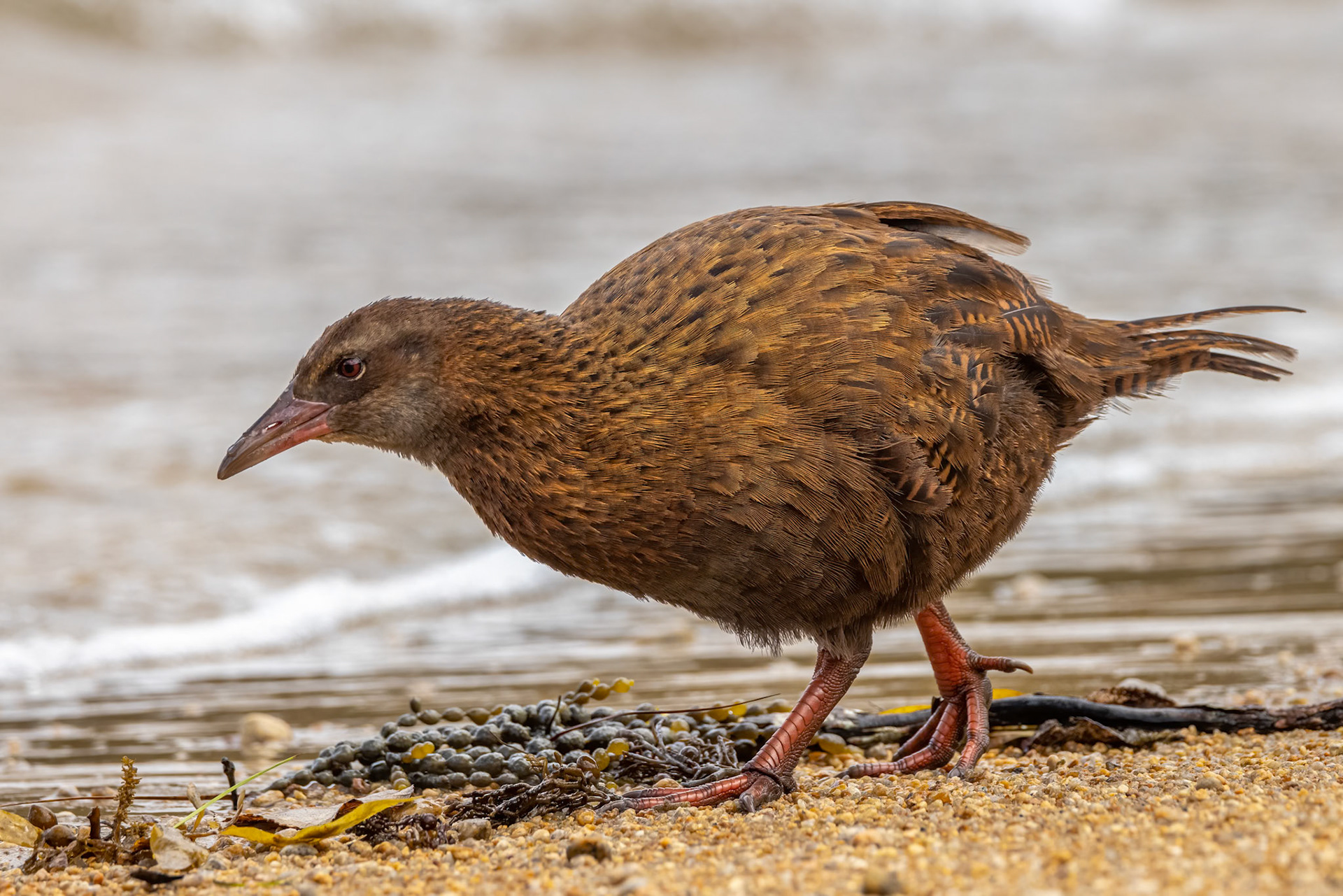 Weka, Ulva Island, New Zealand