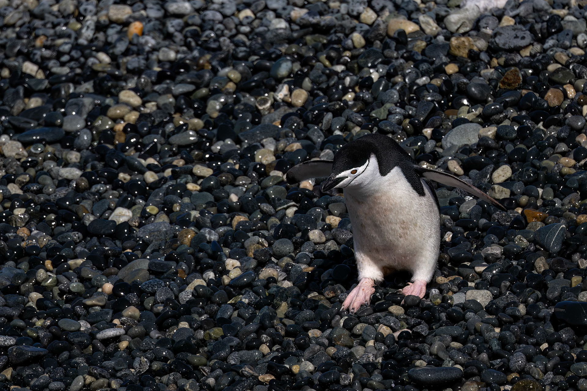 Chinstrap penguin, Cooper's Bay, South Georgia