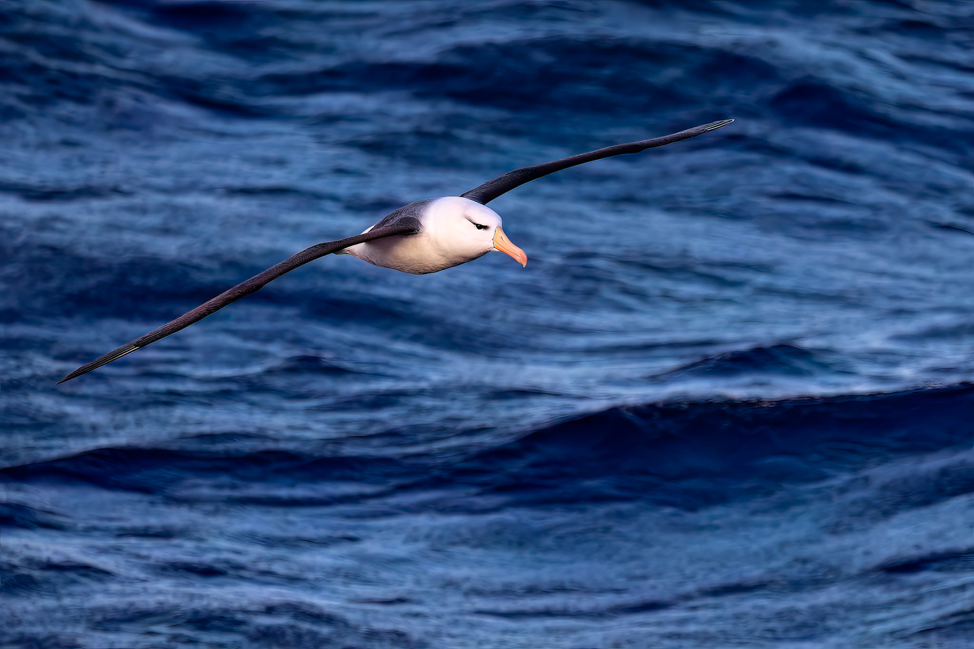 Black-browed albatross, from the Falklands towards South Georgia
