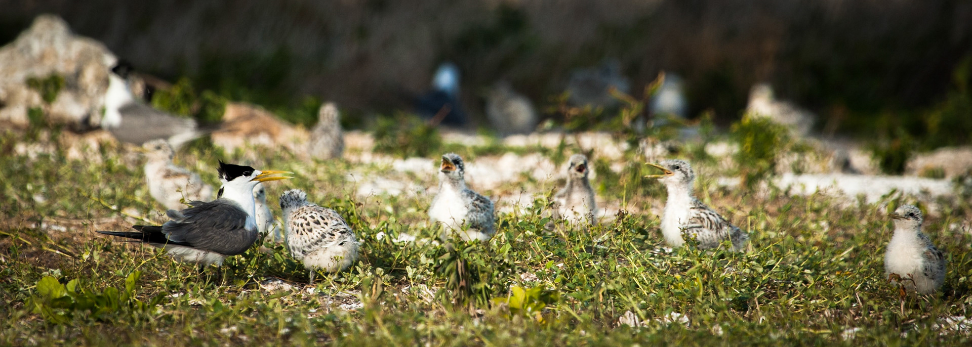 Crested terns chicks, Lady Elliot Island, Queensland, Australia