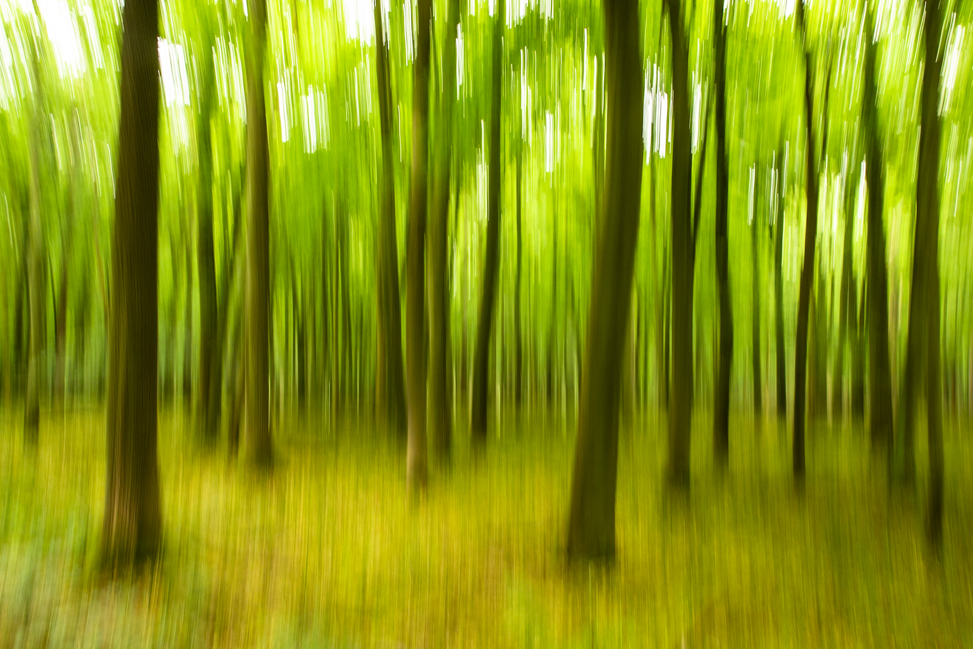 Ashridge Estate, National Trust Forest, Ringshall, England, United Kingdom