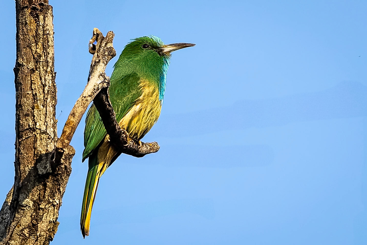Blue-bearded bee-eater, Corbett Tiger Reserve, India