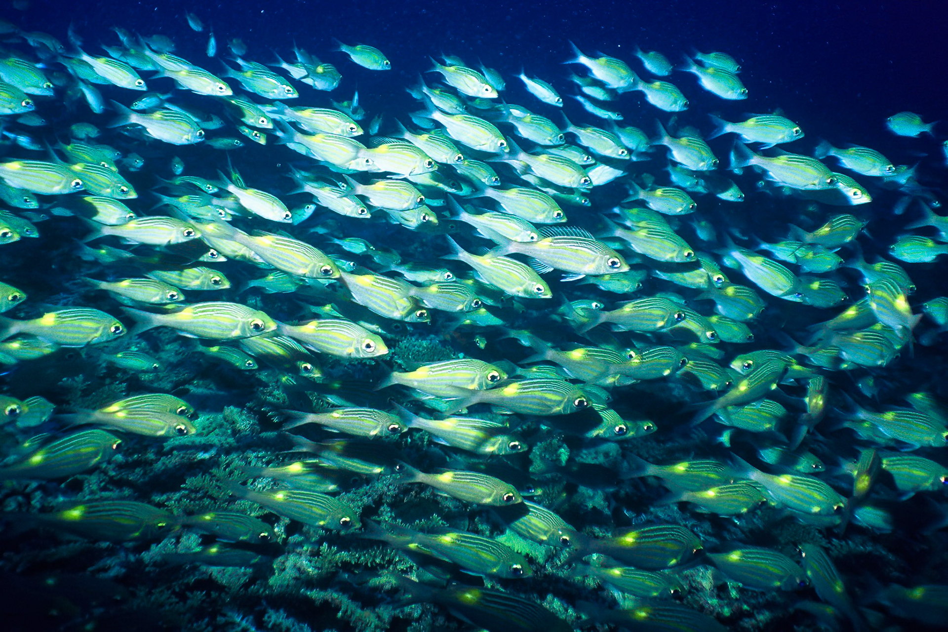 Striped large-eyed bream, Comores