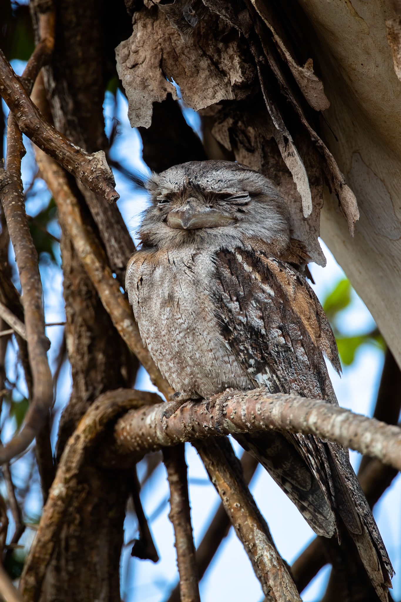 Tawny frogmouth, Casuarina Reserve, Darwin, Australia