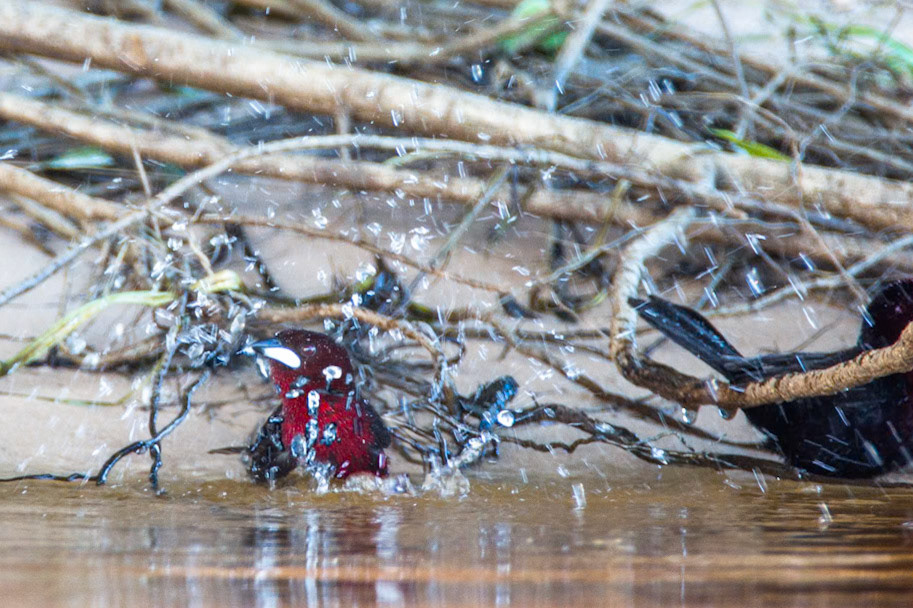 Silver-beaked tanager, Porto Jofre, Pantanal, Brazil