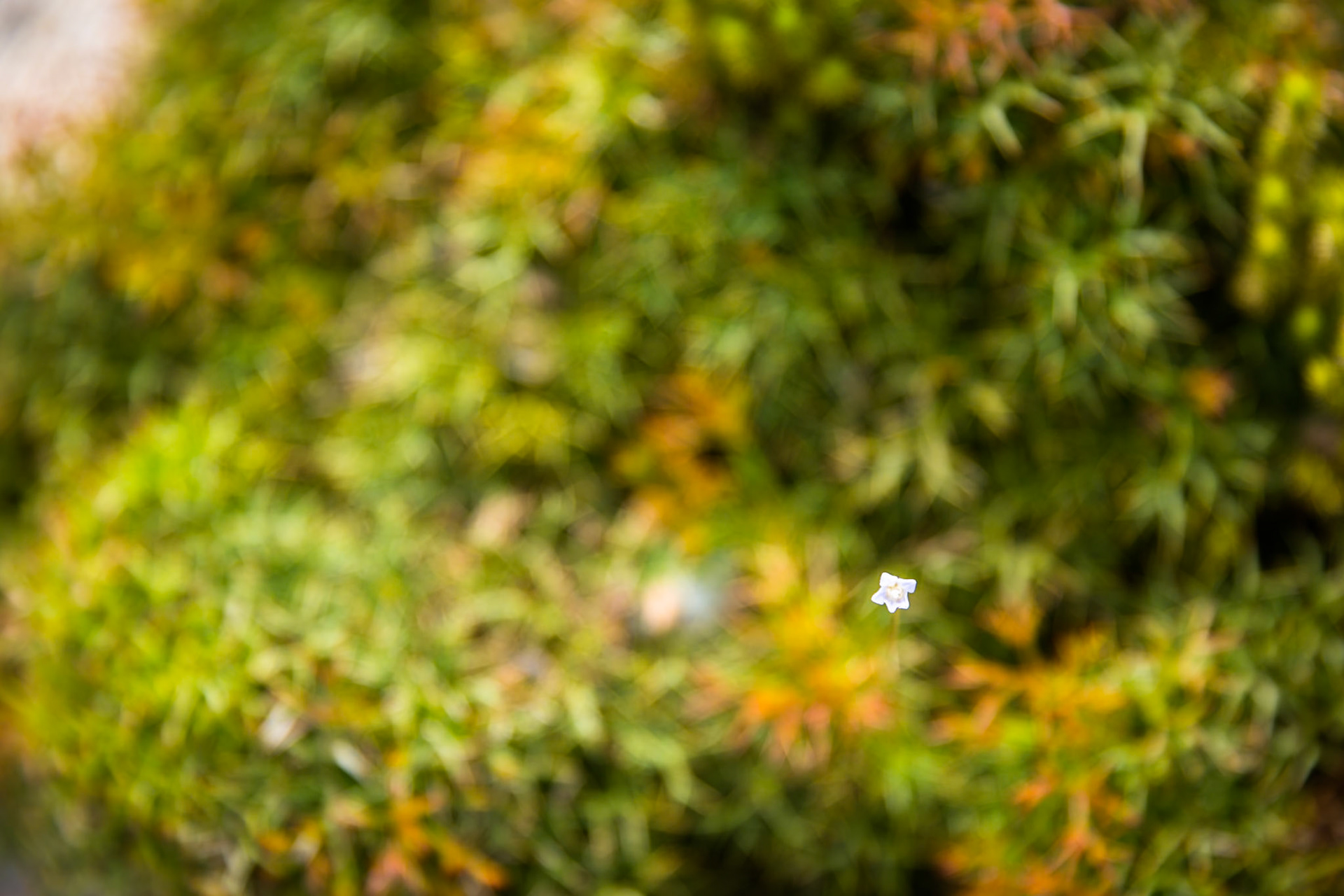 Tuesday am - Darby Saddle via Sparkes Lookout and Lookout Rocks to Tongue Point; and then on to Darby River for lunch.Tuesday pm - Lilly Pilly Gully carpark up to Tidal Overlook and on to Pillar Point then via Squeaky Beach and Picnic Beach to Picnic Beach carpark.
