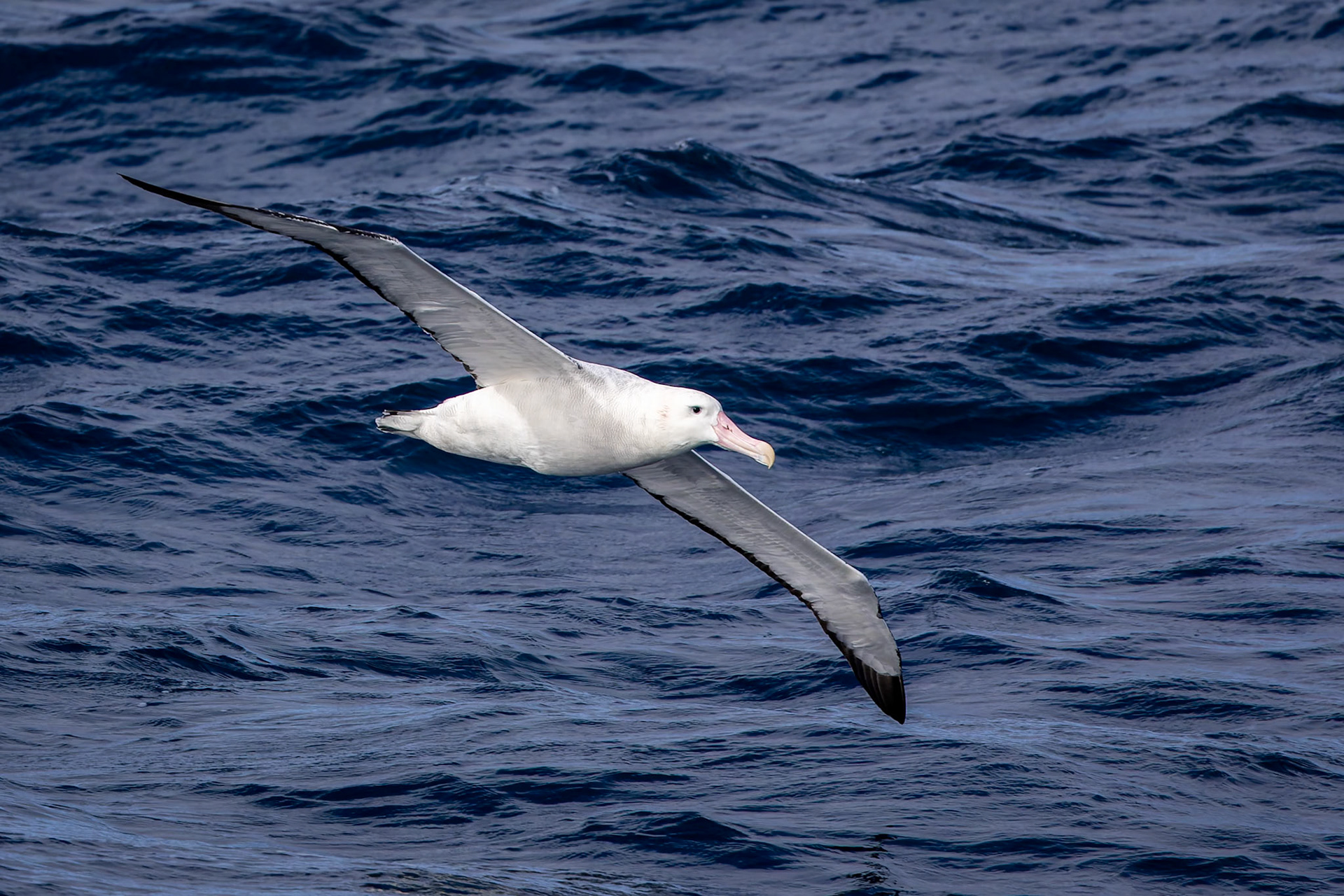 Northern royal albatross, towards Ushuaia, Argentina