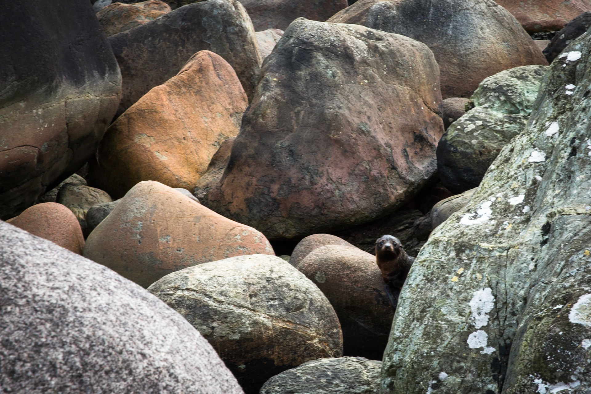 Longreef, Hollyford Track, Pyke Lodge to Martin's Bay, New Zealand