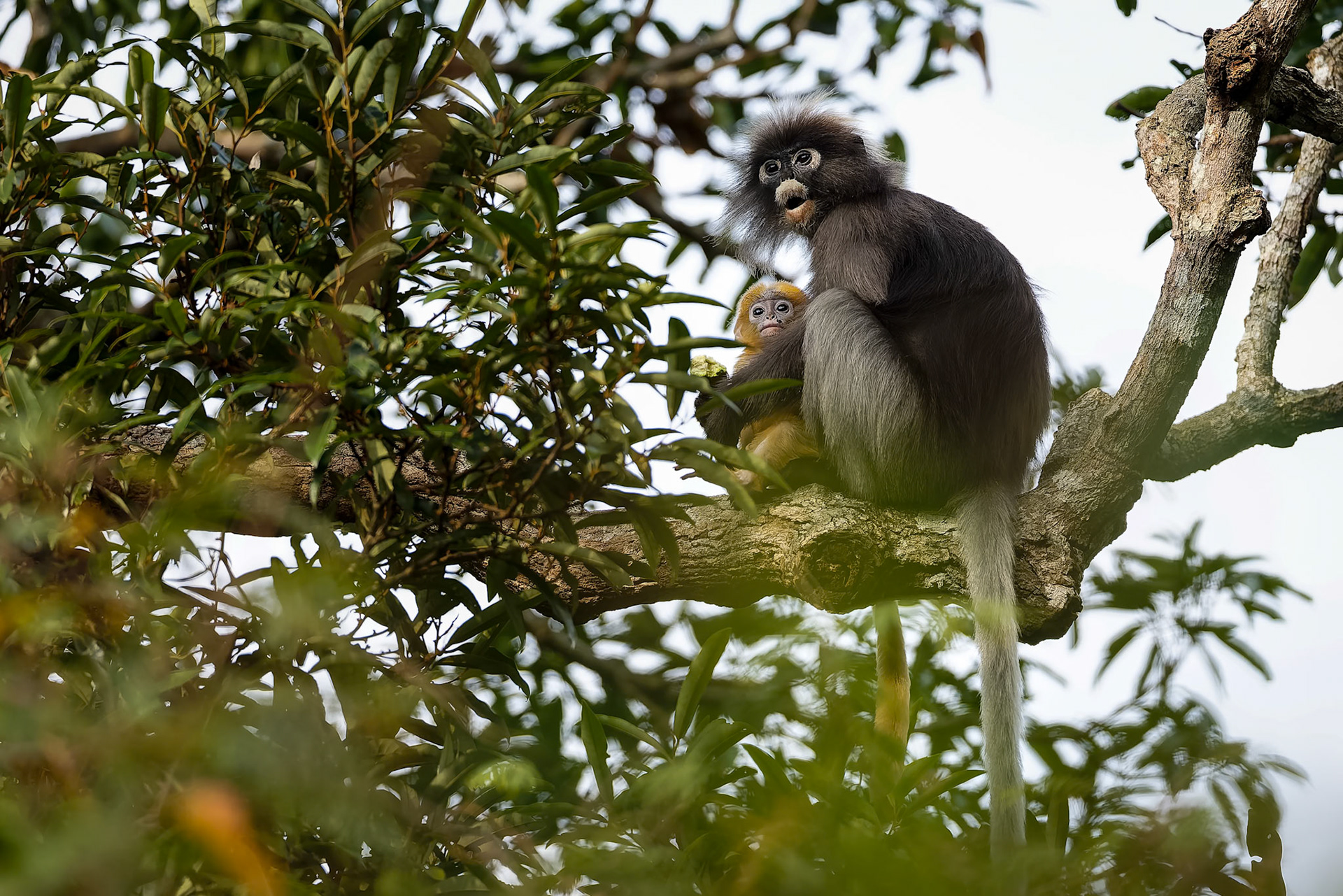 Dusky langur, Khaeng Krackan National Park, Thailand