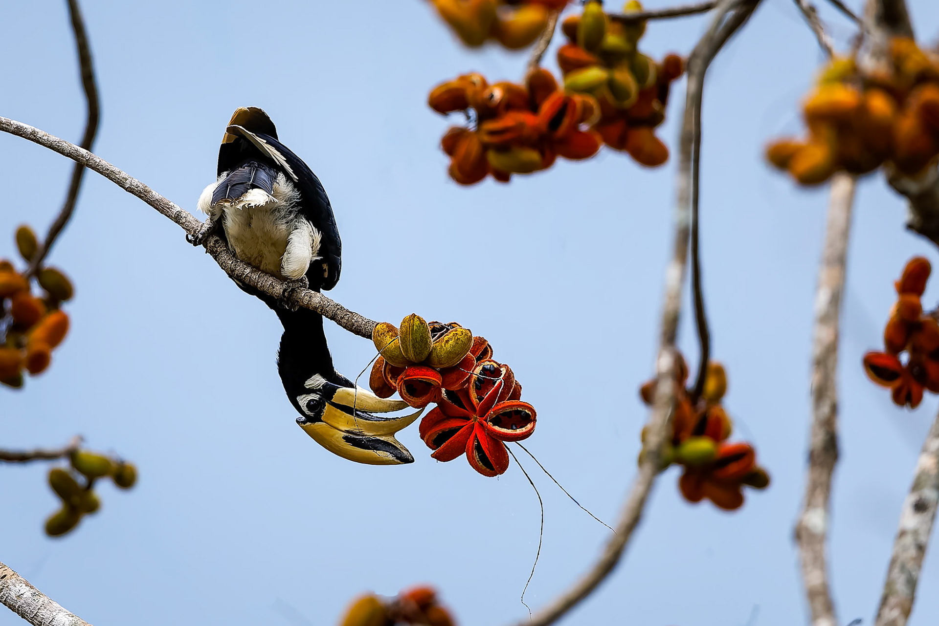 Oriental pied-hornbill, Khaeng Krackan National Park, Thailand