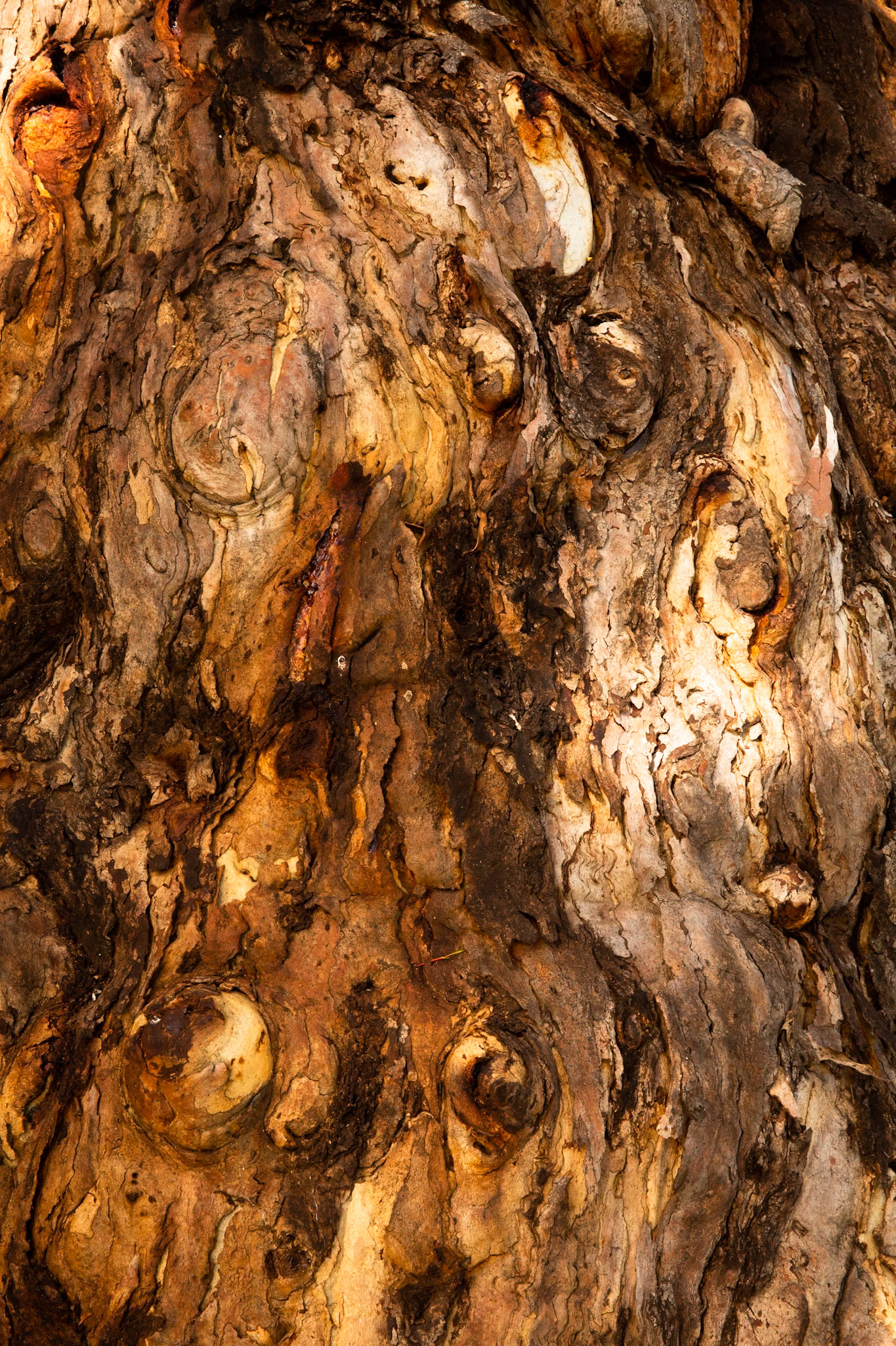 Sawpit creek track, Mount Kosciuszko National Park, Snowy Mountains, New South Wales