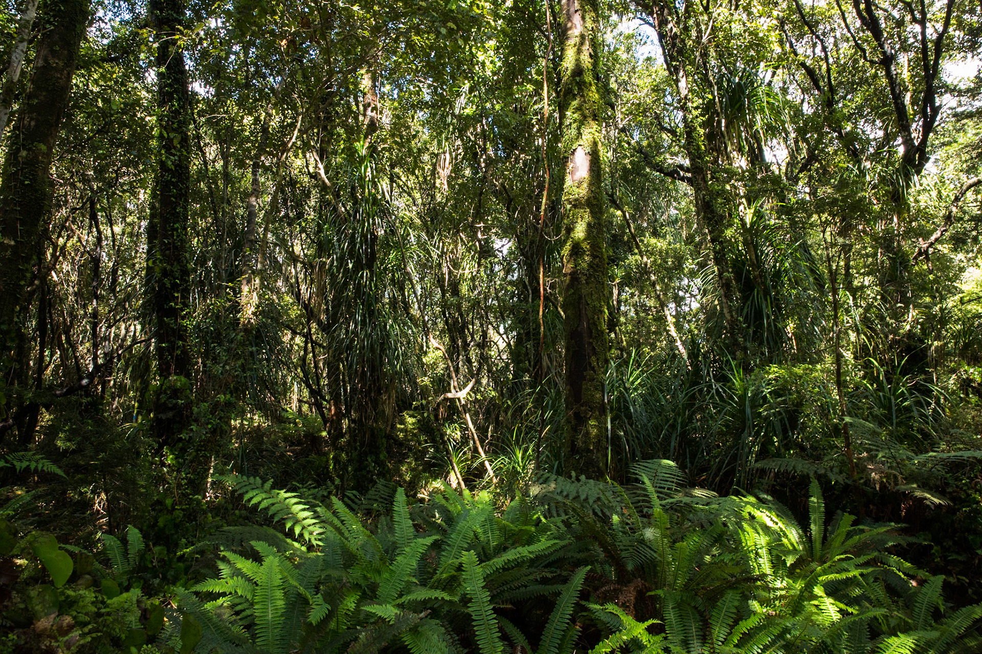Hollyford Track, Pyke Lodge to Martin's Bay, New Zealand