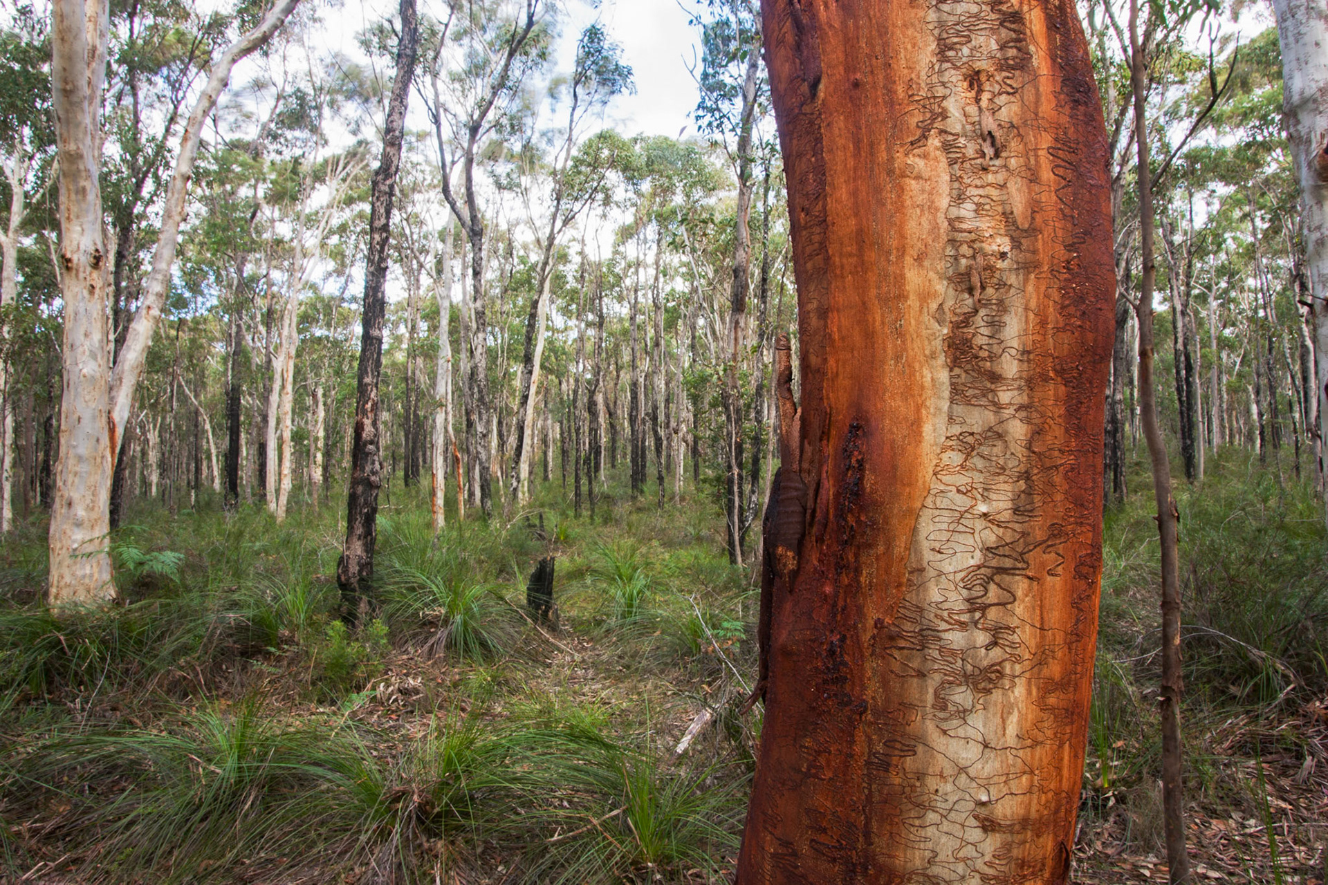 Trees, Morisset