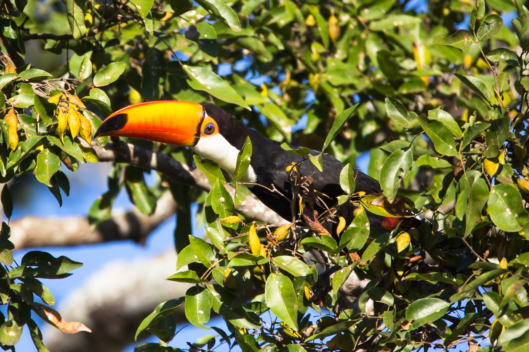 Toco toucan, Porto Jofre, Pantanal, Brazil