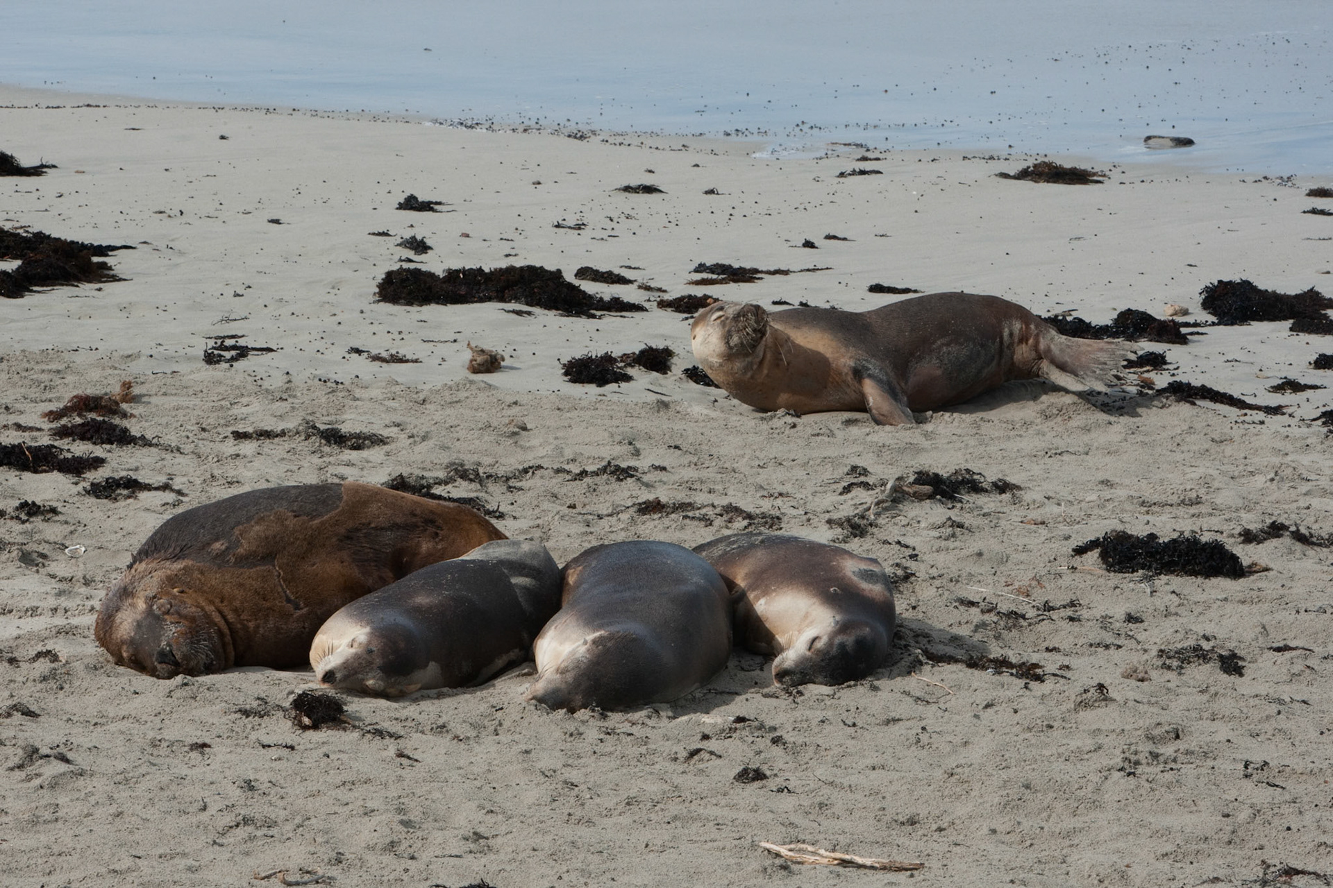 Australian sealions, Seal Bay, Kangaroo Island