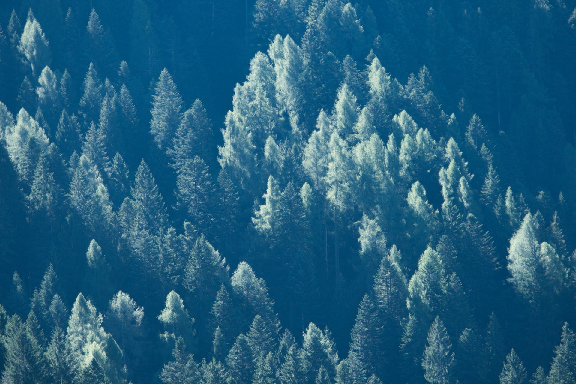 A forest of trees, Madonna di Campiglio, Italy.