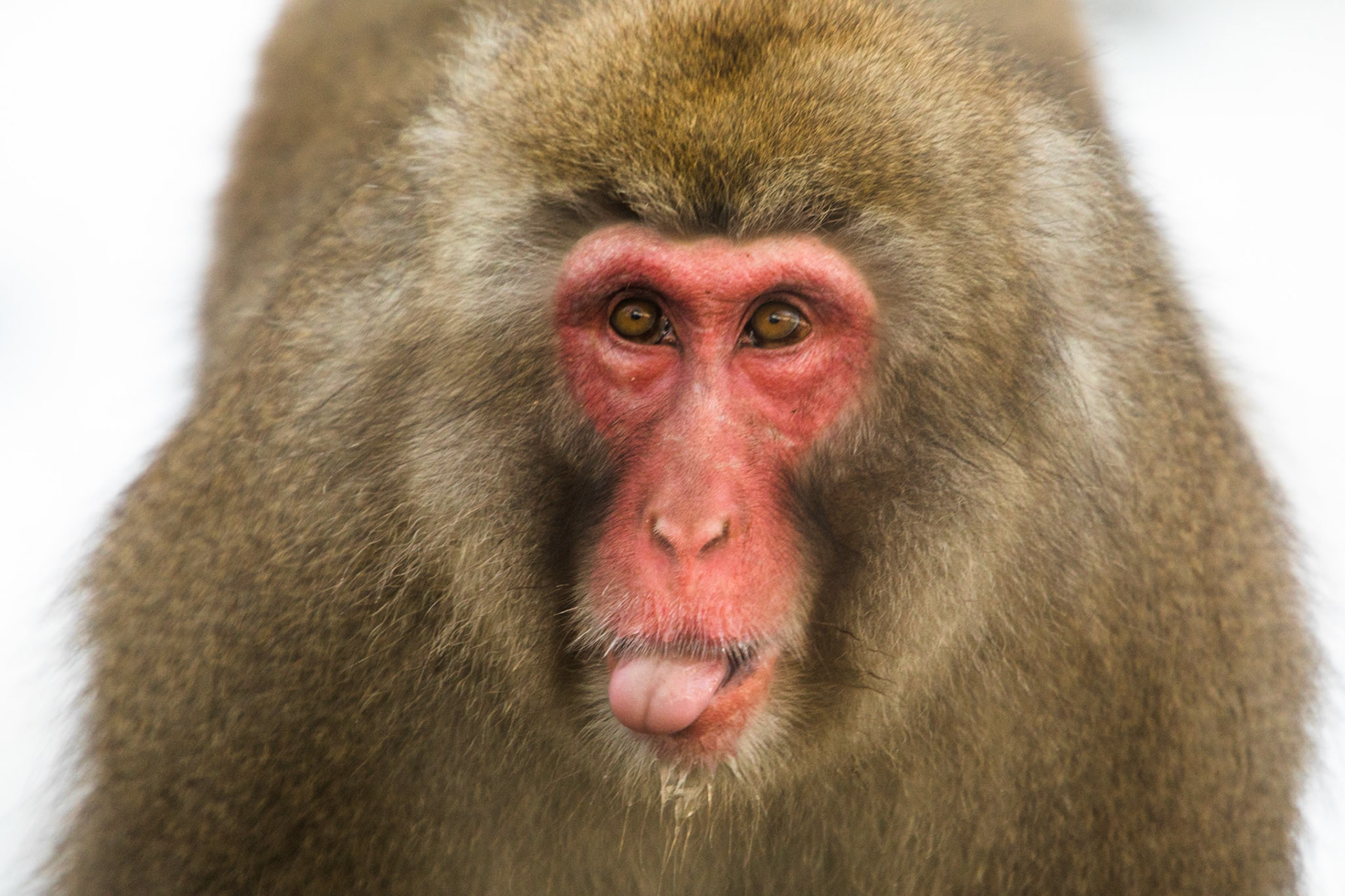 Jigokudani Yaen-Koen, Snow Monkeys, Yudanaka, Japan