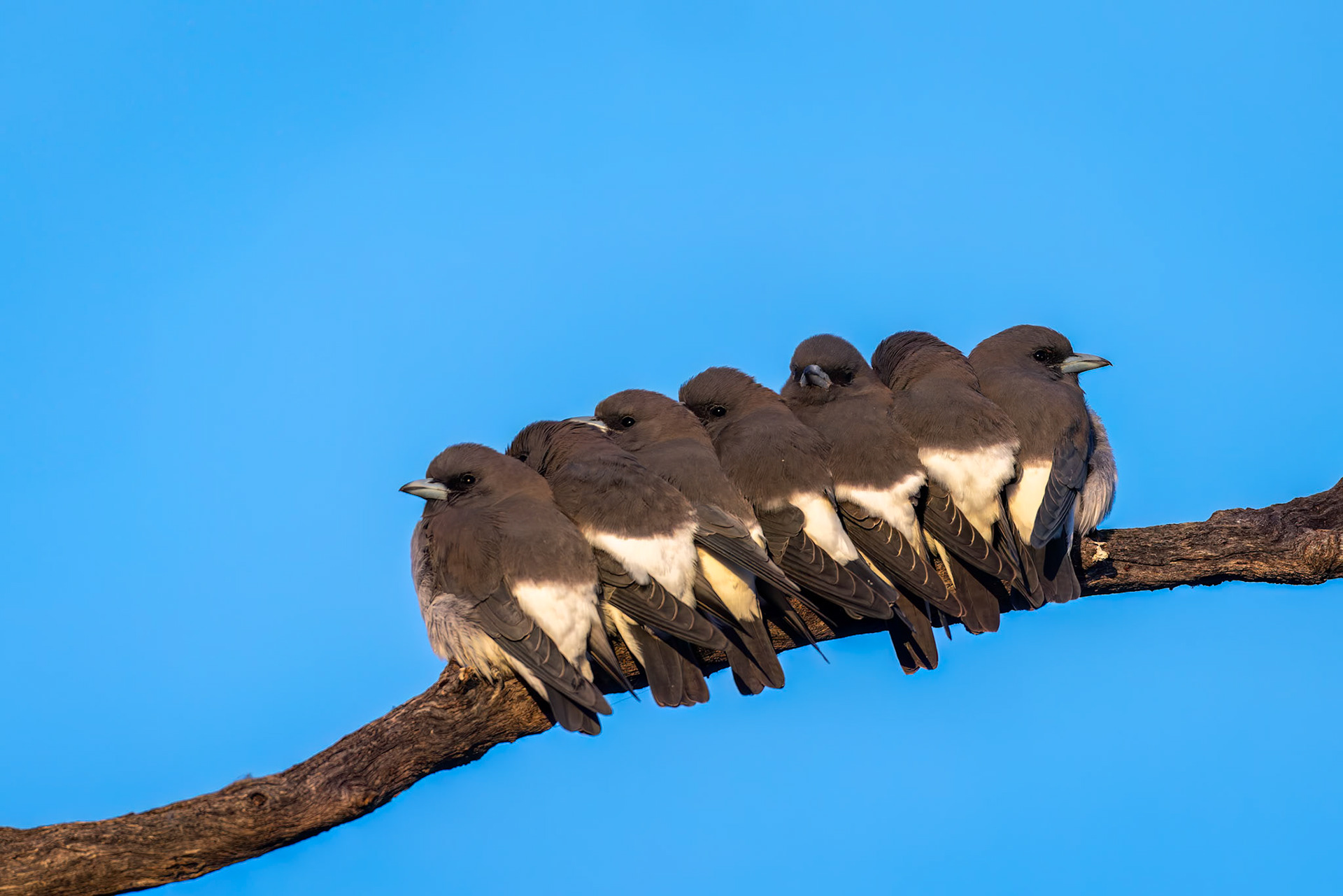 White-breasted woodswallow, Thargomindah to Eulo, Queensland, Australia
