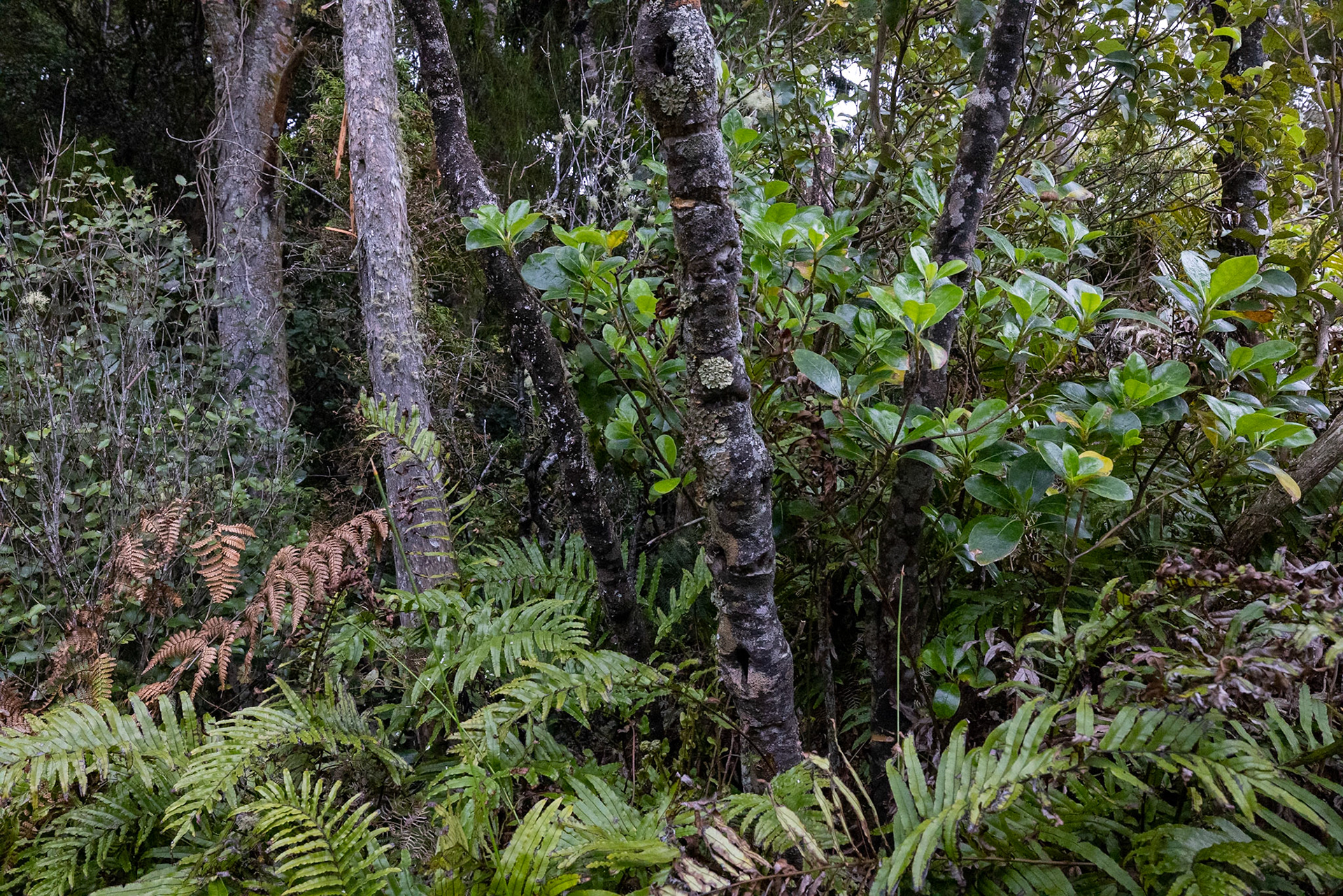 Ulva Island, New Zealand