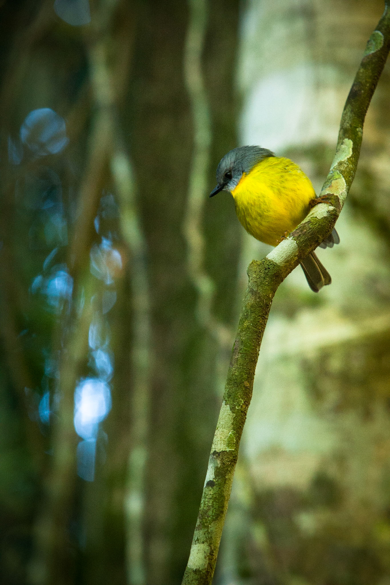Lamington National Park, Queensland