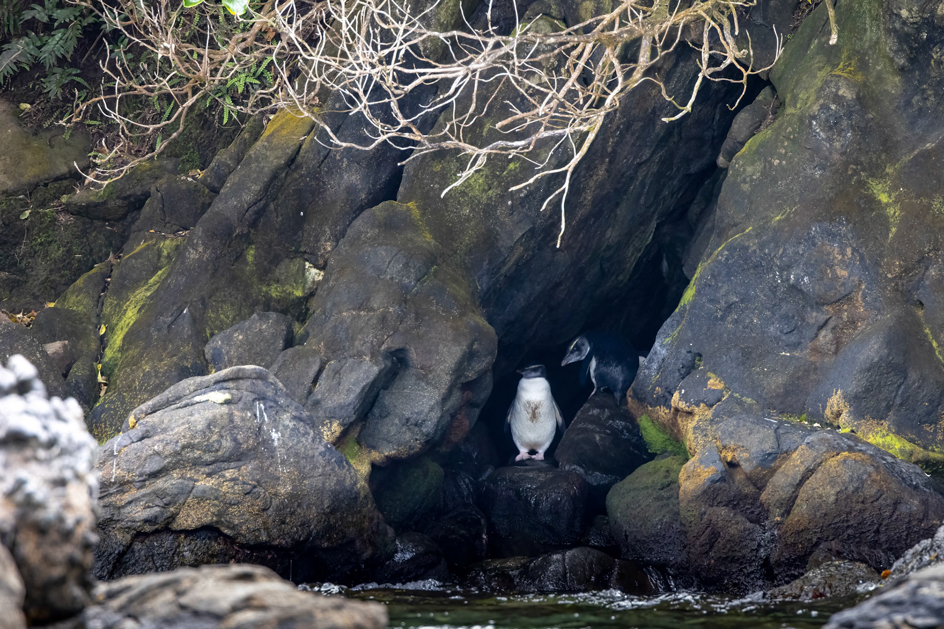 Fiordland penguin, Stewart Island, New Zealand