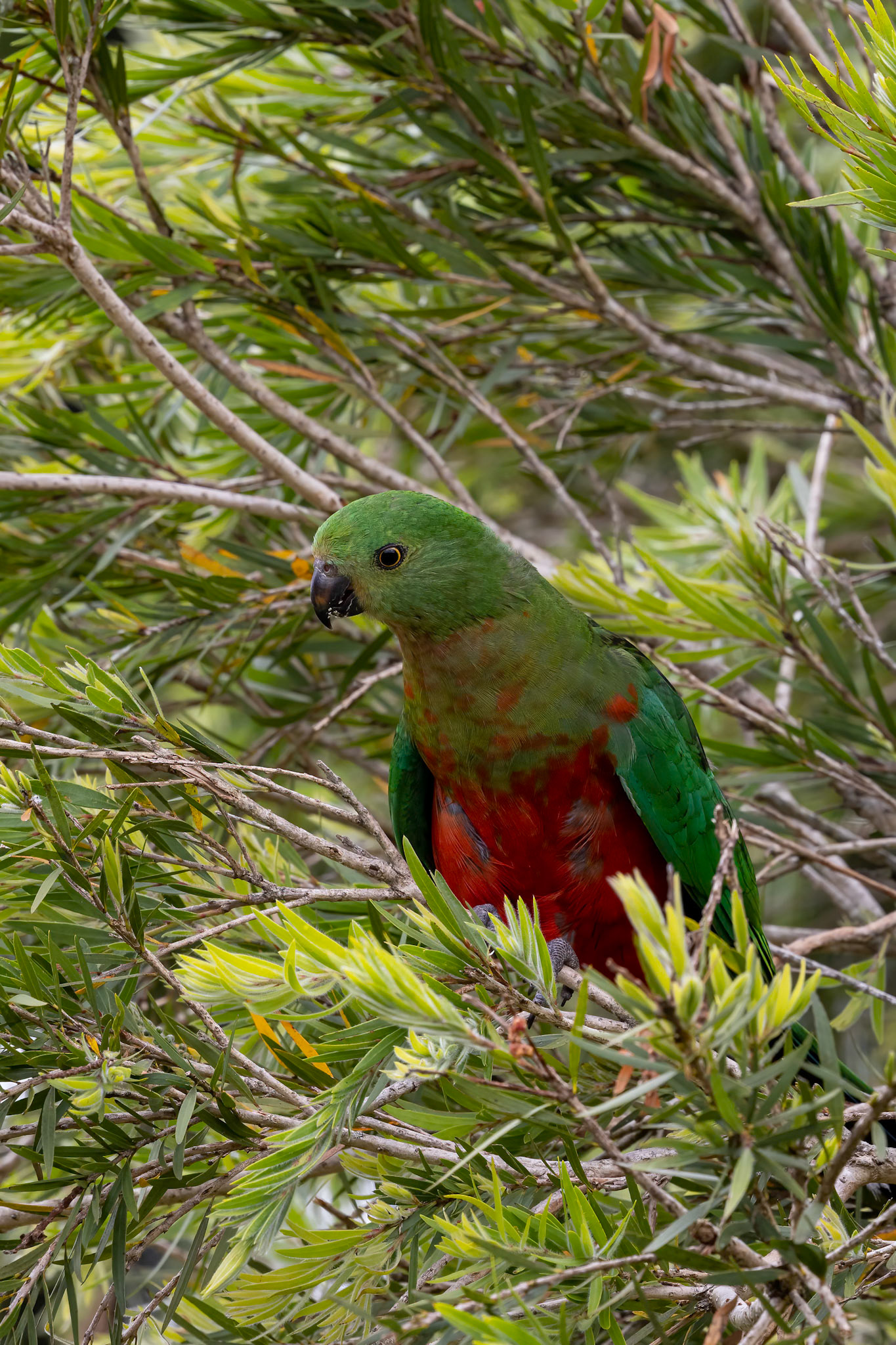 Australian king-parrot, O'Reilly's Rainforest Retreat, Lamington National Park, Queensland, Australia