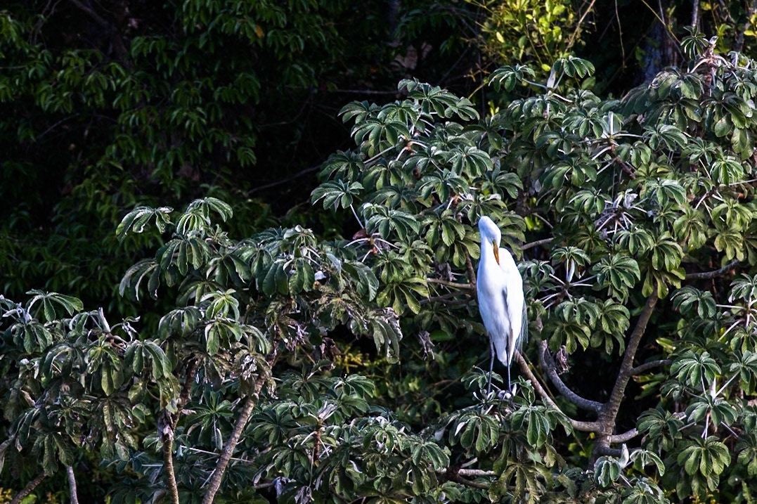 Great egret, Pousada Piuval, Pantanal, Brazil