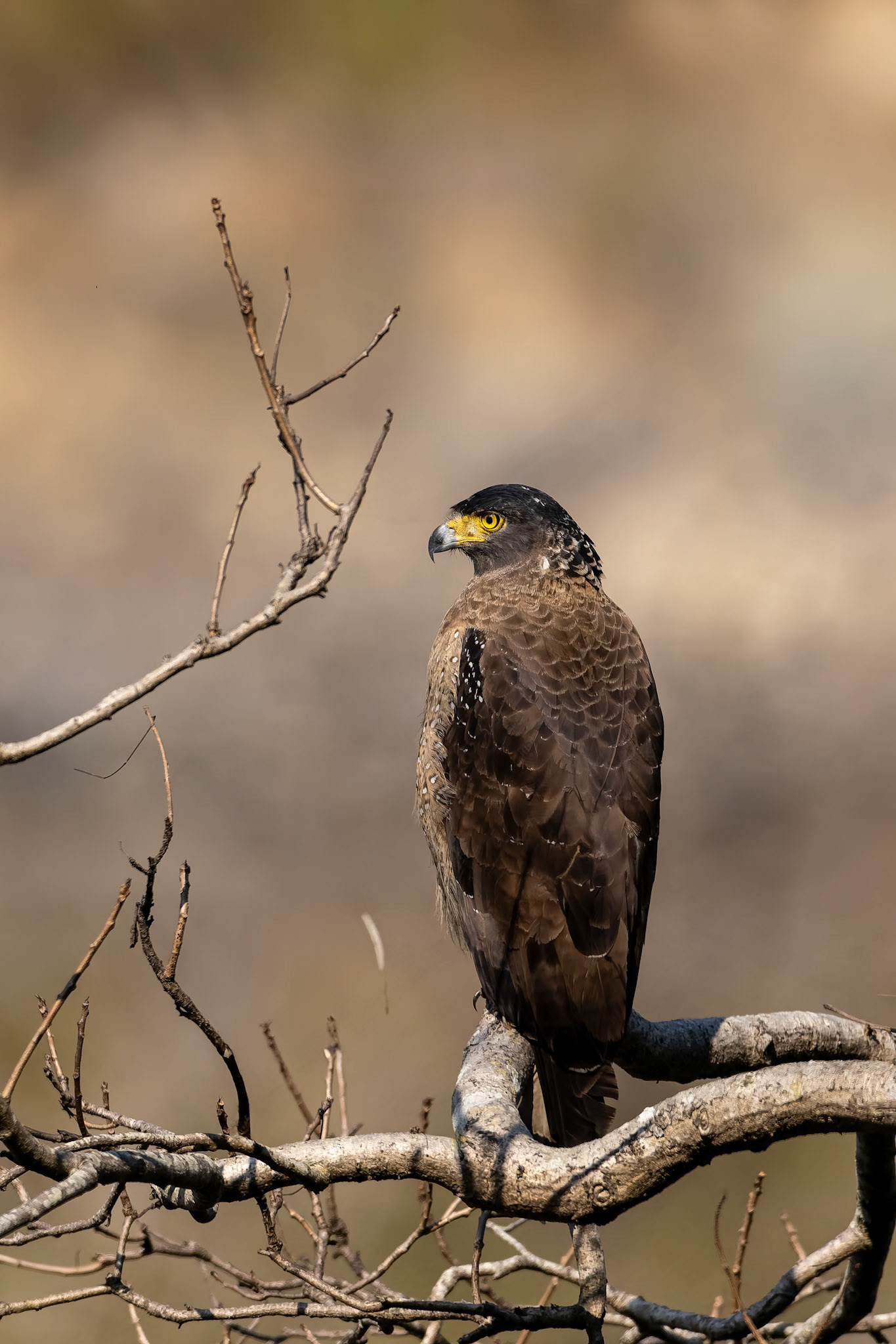 Crested serpent-eagle, Corbett Tiger Reserve, India