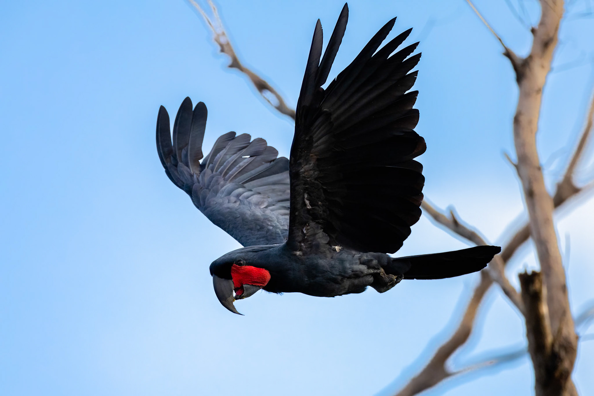Palm cockatoo, Kutini-Payamu (Iron Range) National Park, Cape York Penninsula, Queensland
